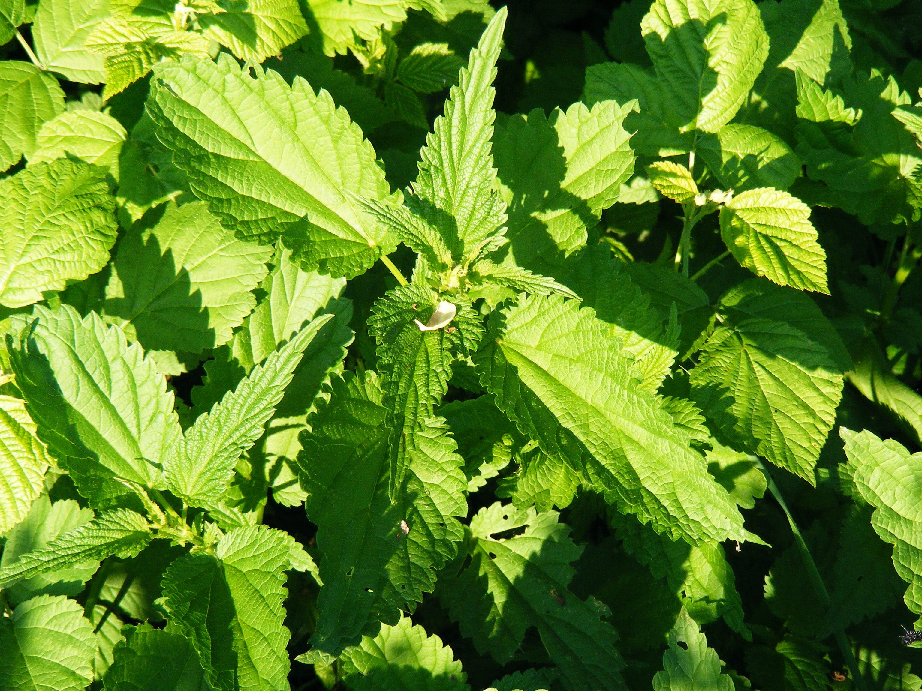 nature, histamine, serotonin, close-up, acetylcholine, sunlight, nettle, stinging, food and drink, freshness, urtica, plant part, no people, leaves, backgrounds, HD Wallpaper
