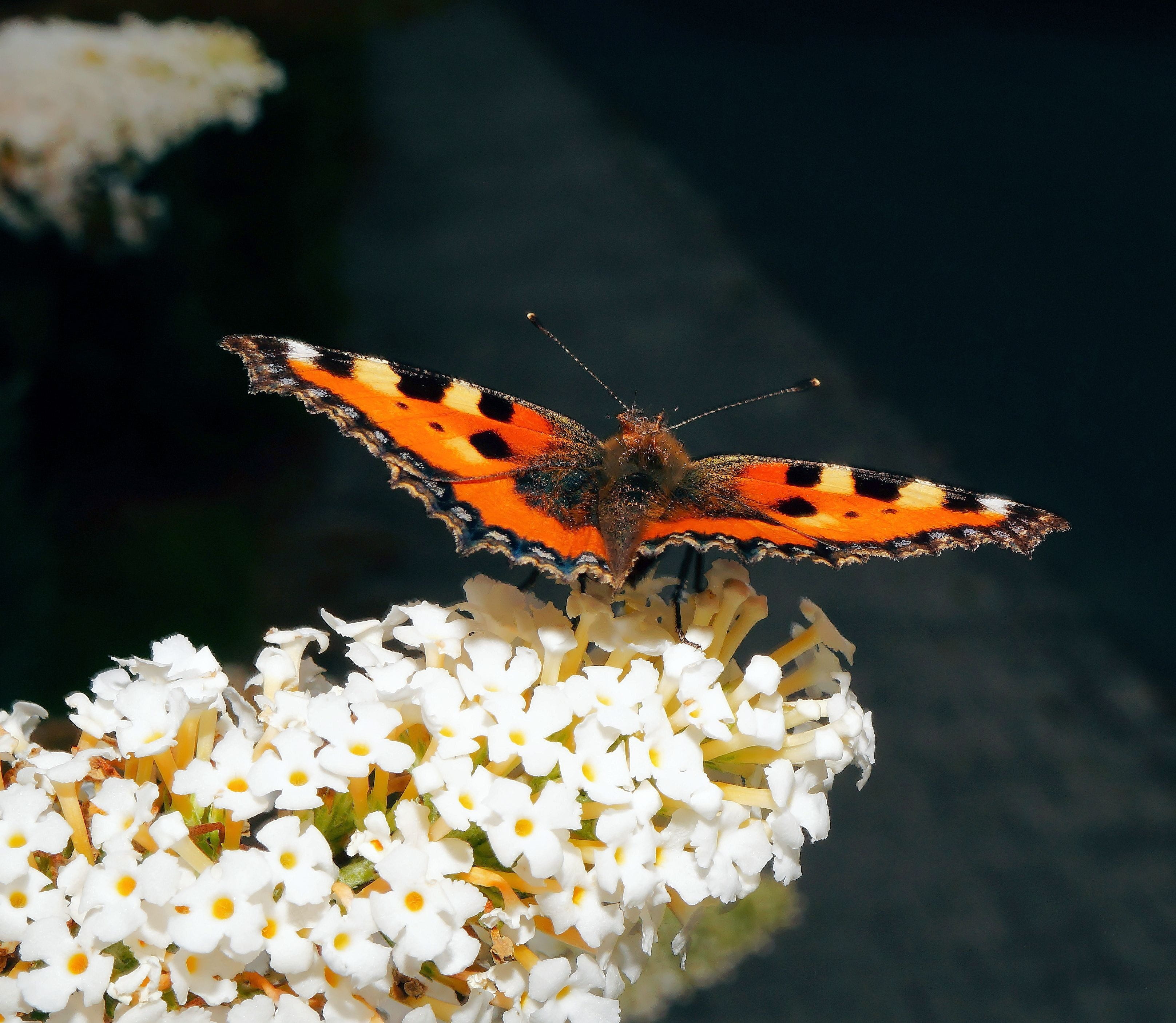 edelfalter, animals in the wild, no people, one animal, Butterfly, invertebrate, 2K, insect, butterfly - Insect, nymphalis urticae, pollen, close-up, black Color, HD Wallpaper