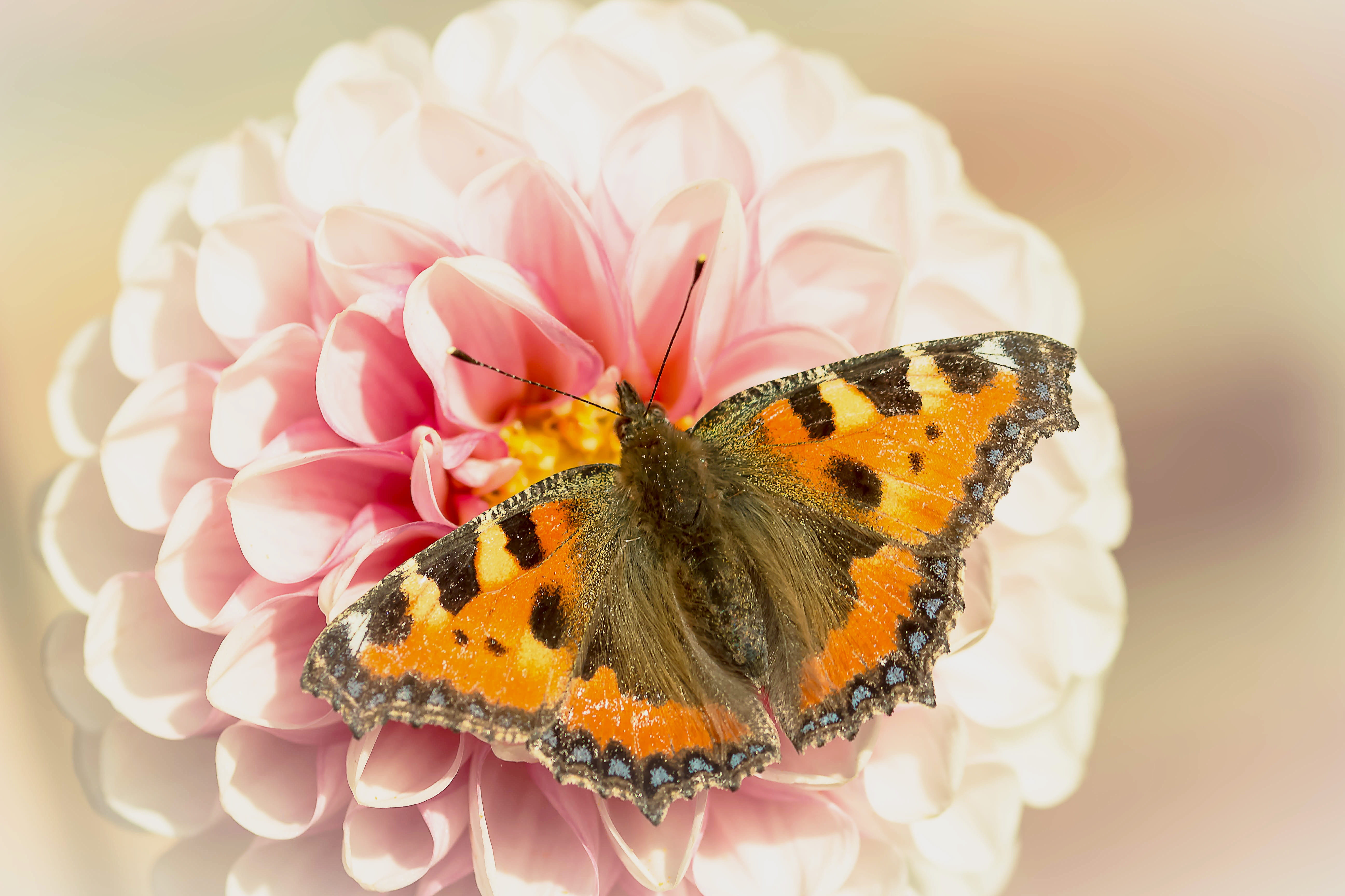 5K, animal wildlife, petal, flower, little fox, one animal, photo, color, flowering plant, pink, close, plant, beauty in nature, colorful, summer, tortoiseshell, HD Wallpaper