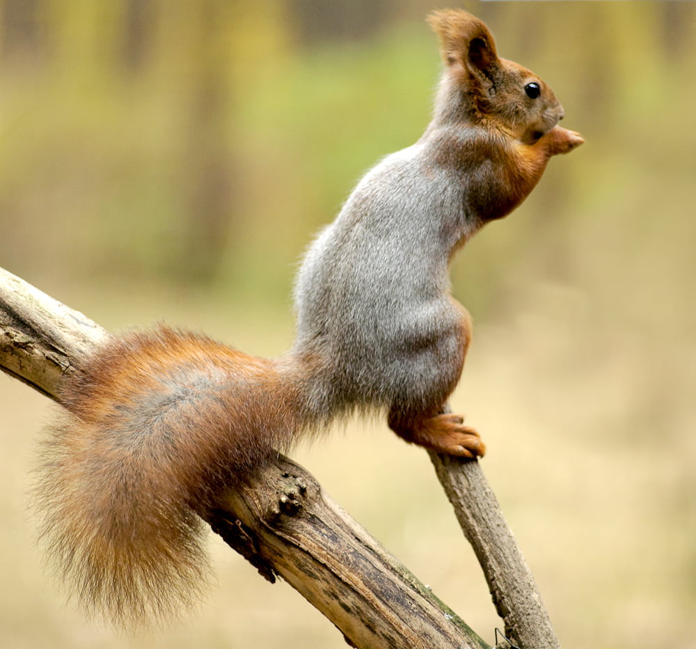 480P, animal, outdoors, gray, wildlife, cute, squirrel, Tetranychus urticae, gray squirrel, mammal, binomial, Tetranychus  urticae, Phase One, Leaf, nature, HD Wallpaper