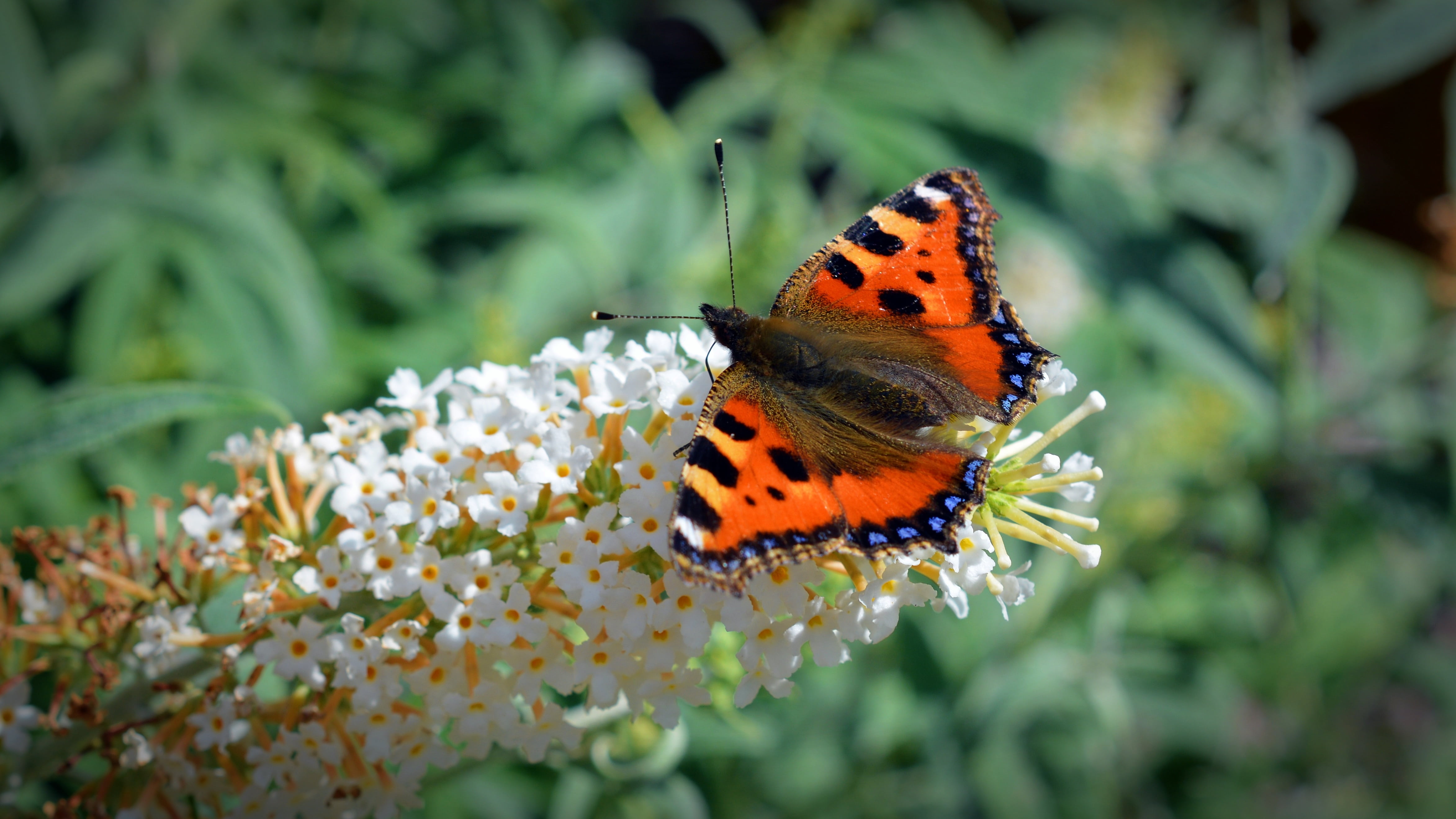 freshness, one animal, butterfly - insect, color, animal, growth, outdoors, vulnerability, invertebrate, beauty in nature, no people, blossom, flowering plant, HD Wallpaper