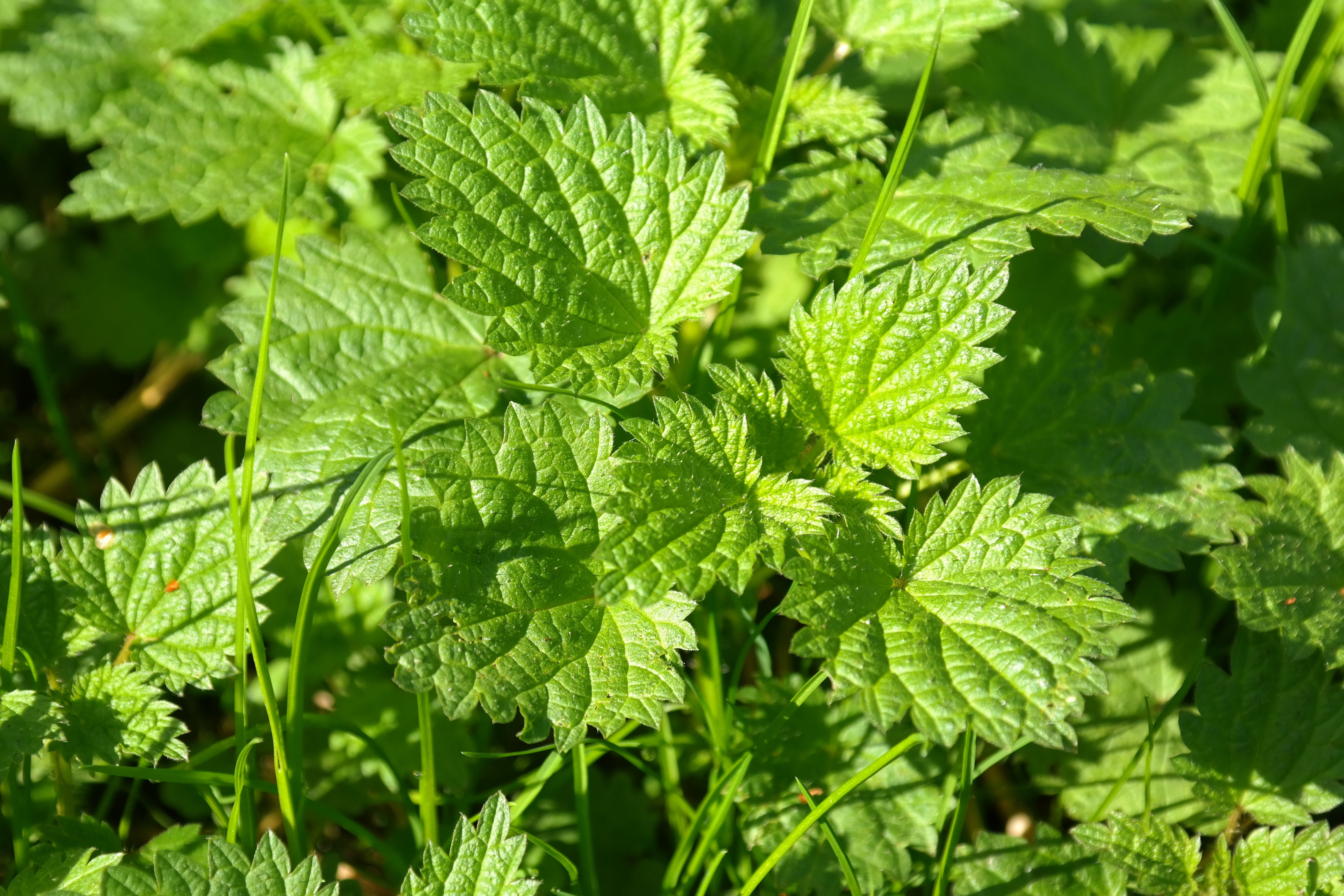 weed, urtica urens, stinging nettle, burn, day, full frame, leaves, medicinal plant, nettle leaf, medicinal herb, lush foliage, green color, meadow, plant, HD Wallpaper