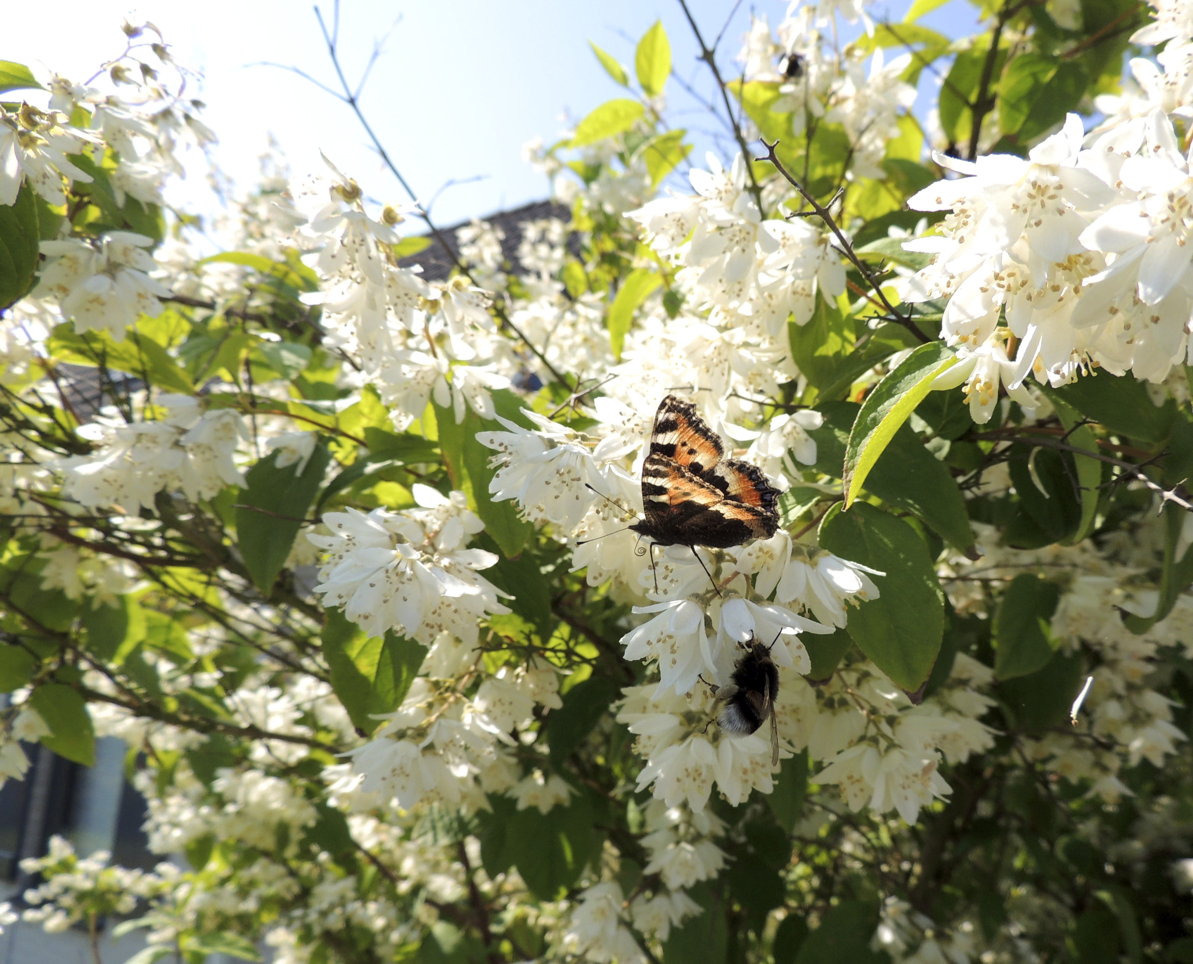 beauty in nature, flowering plant, vulnerability, aglais urticae, flower, close-up, butterflies, invertebrate, insect, springtime, animal, blossom, bee, HD Wallpaper