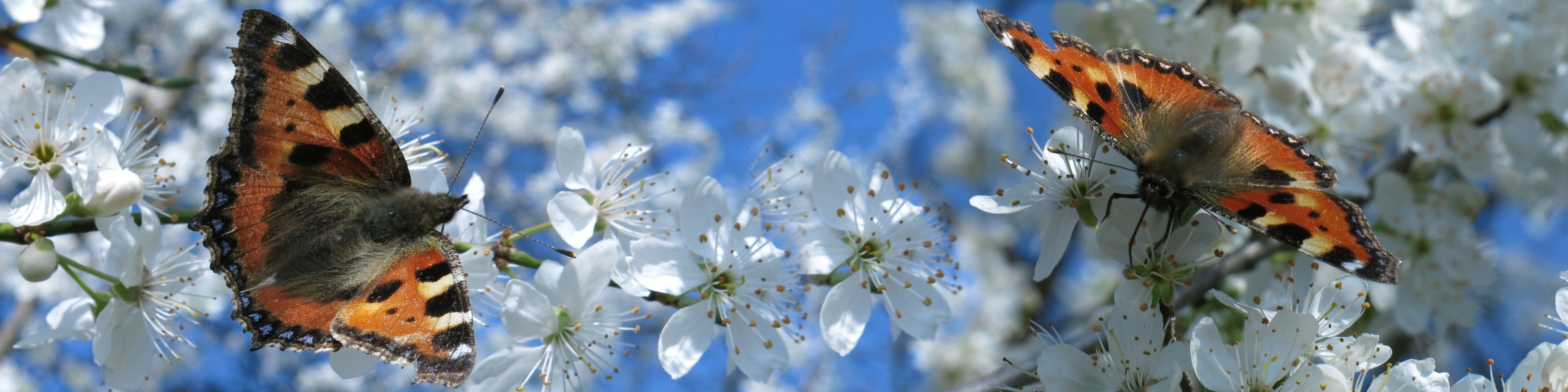 nature, flower head, one animal, animal themes, day, insect, little fox, growth, butterfly - insect, freshness, cherry blossom, animal, animals in the wild, HD Wallpaper