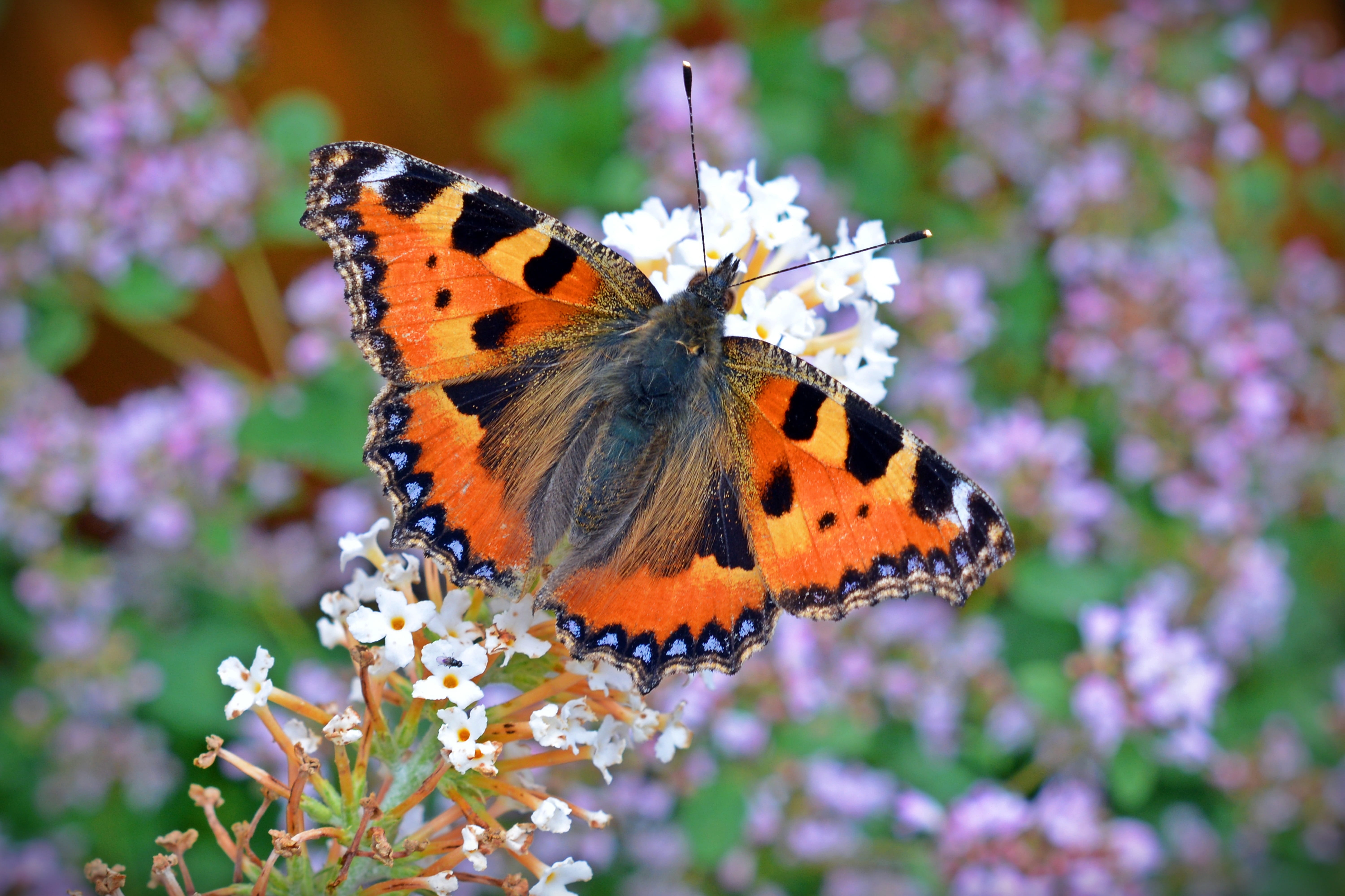 animal wing, flower head, no people, aglais urticae, purple, plant, 5K, one animal, flowering plant, close up, animal wildlife, blossom, nettle butterfly, HD Wallpaper