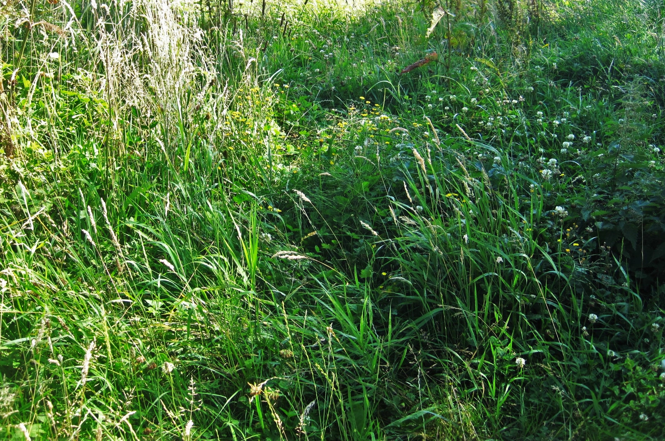 datailaufnahme, green, green color, flowering grass, tranquility, grass, full frame, freshness, summer, high angle view, meadow, land, wild, grassland plants, HD Wallpaper