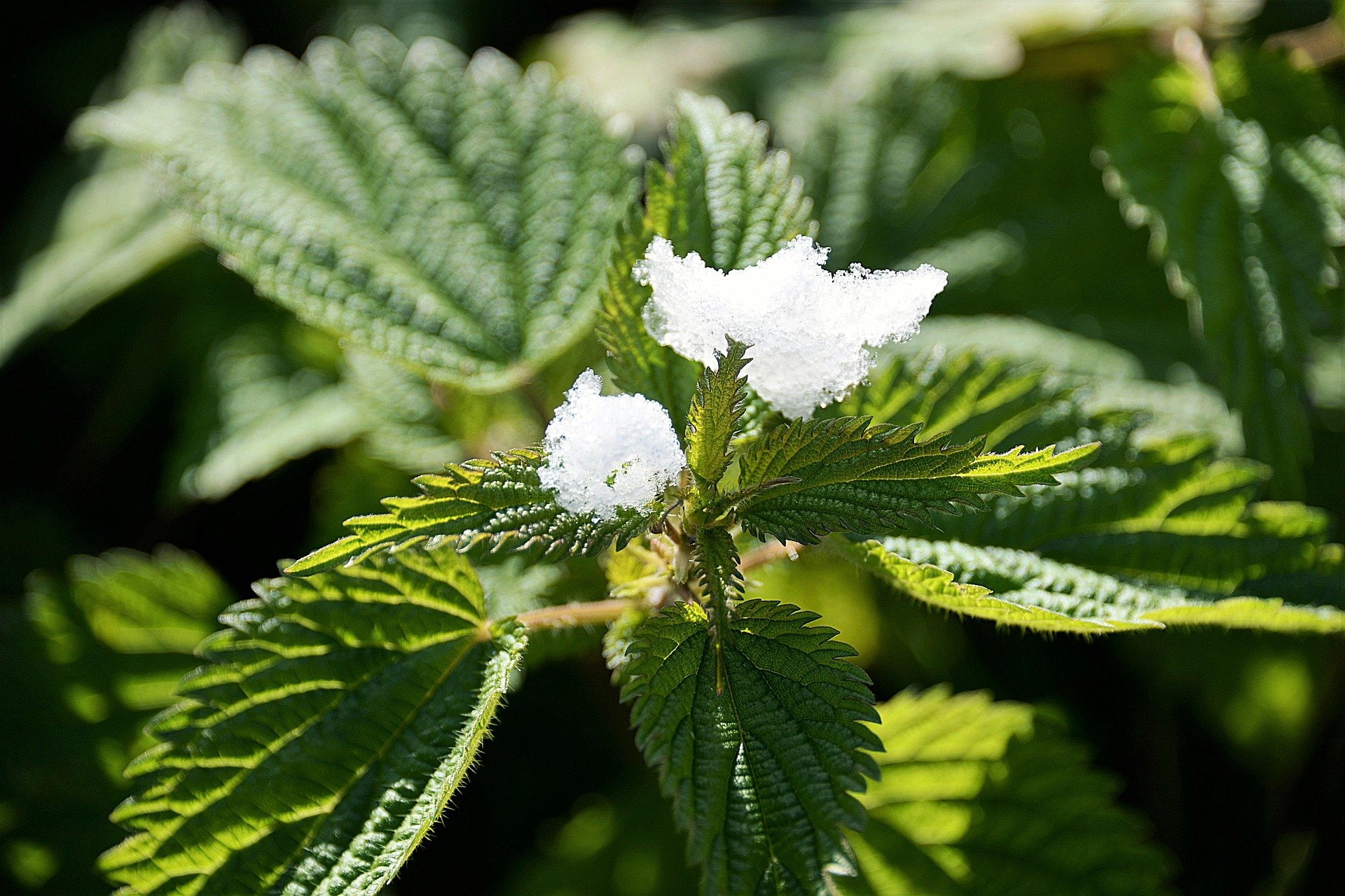 snow, nettle, 1080P, nature, green, stinging, plant, HD Wallpaper