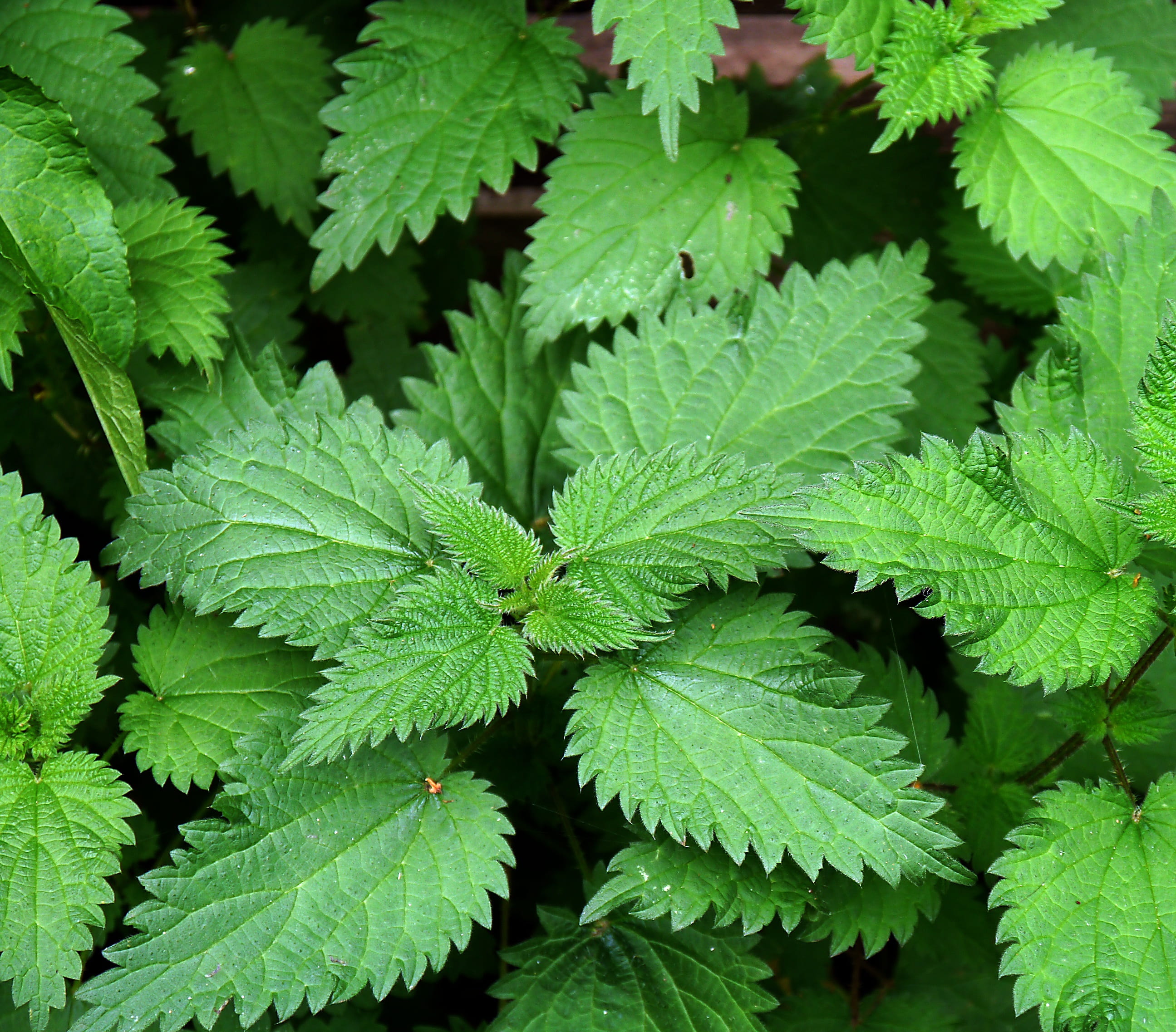 beauty in nature, leafed, wet, plant, botany, vegetation, plants, outdoors, botanical, chinese burn, nettles, food, food and drink, green, high angle view, HD Wallpaper