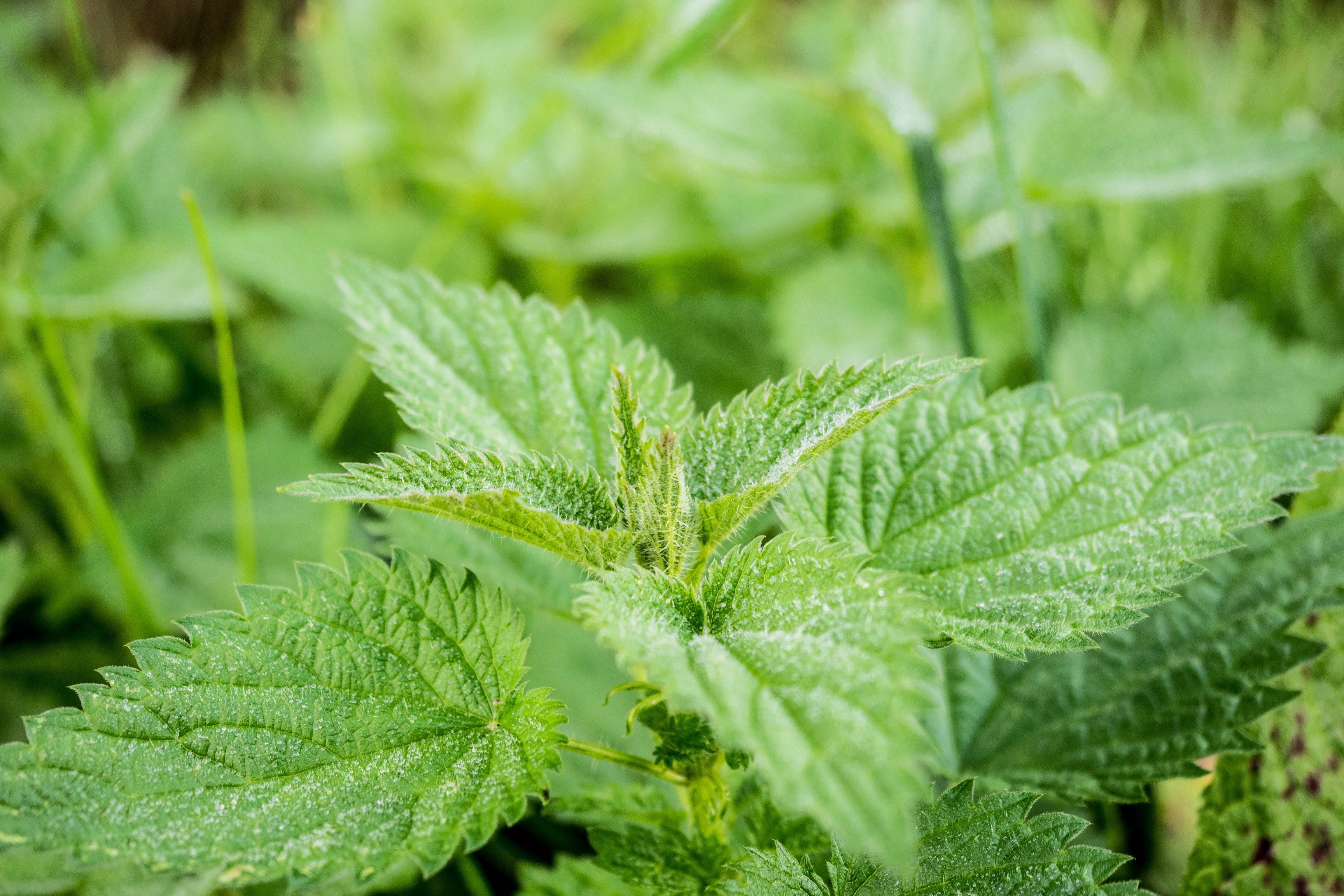 growth, flora, beauty in nature, green, plant, land, day, leaves, water, nettle, nature, stinging nettle, freshness, focus on foreground, selective focus, HD Wallpaper
