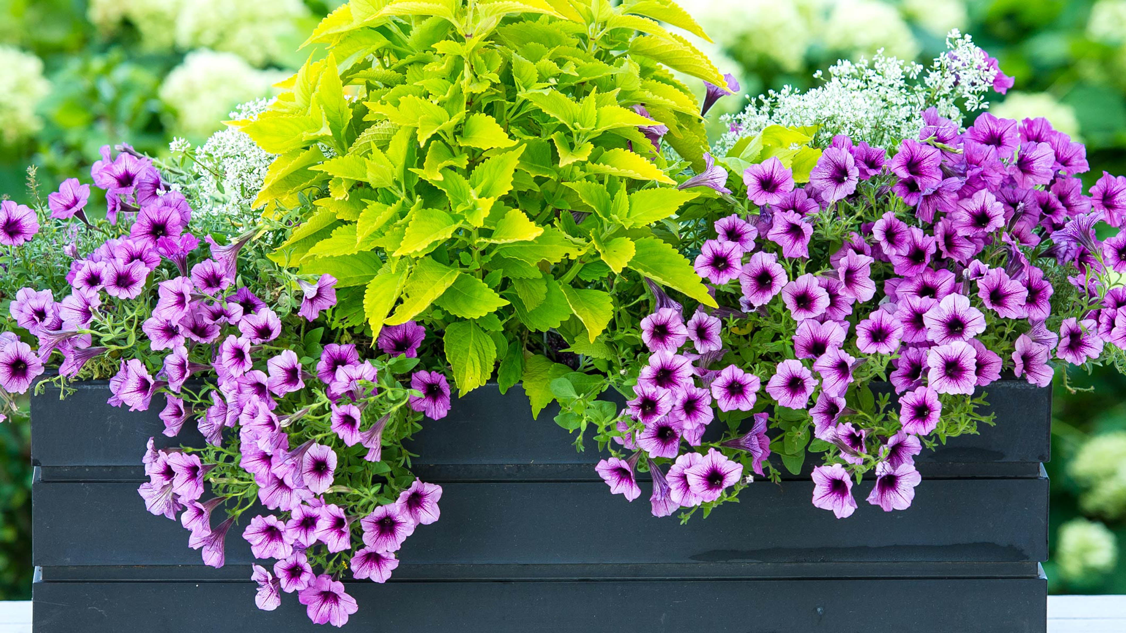 nettle, softness, bunch of flowers, family, flower pot, origin, close-up, flower arrangement, no people, freshness, purple, springtime, urticaceae, flowers, HD Wallpaper