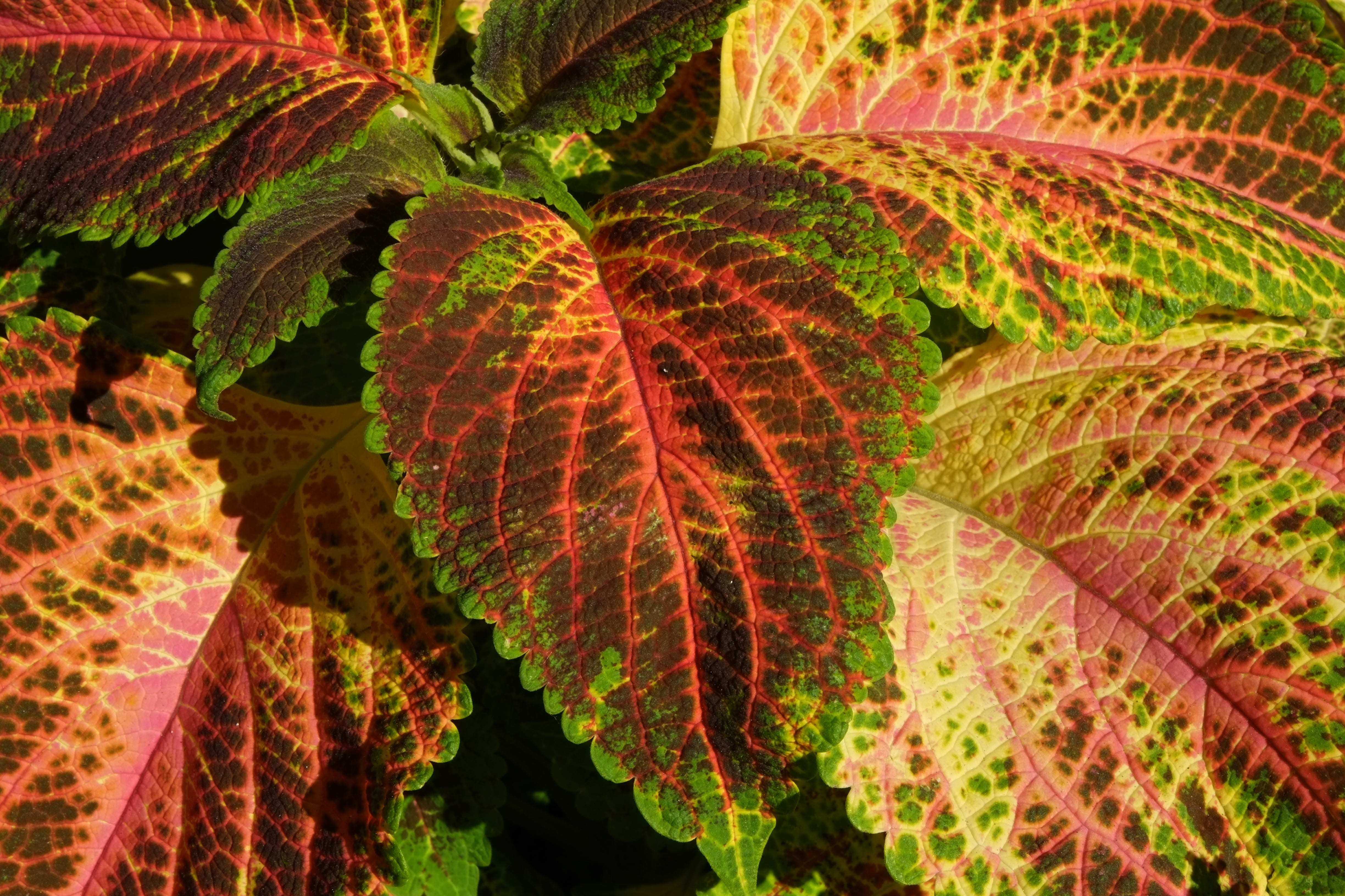 close, beautiful, color, nature photography, colorful, leaves, plant part, colorful leaves, urticaceae, wild herbs, garden, tree, purple, day, orange, green color, HD Wallpaper