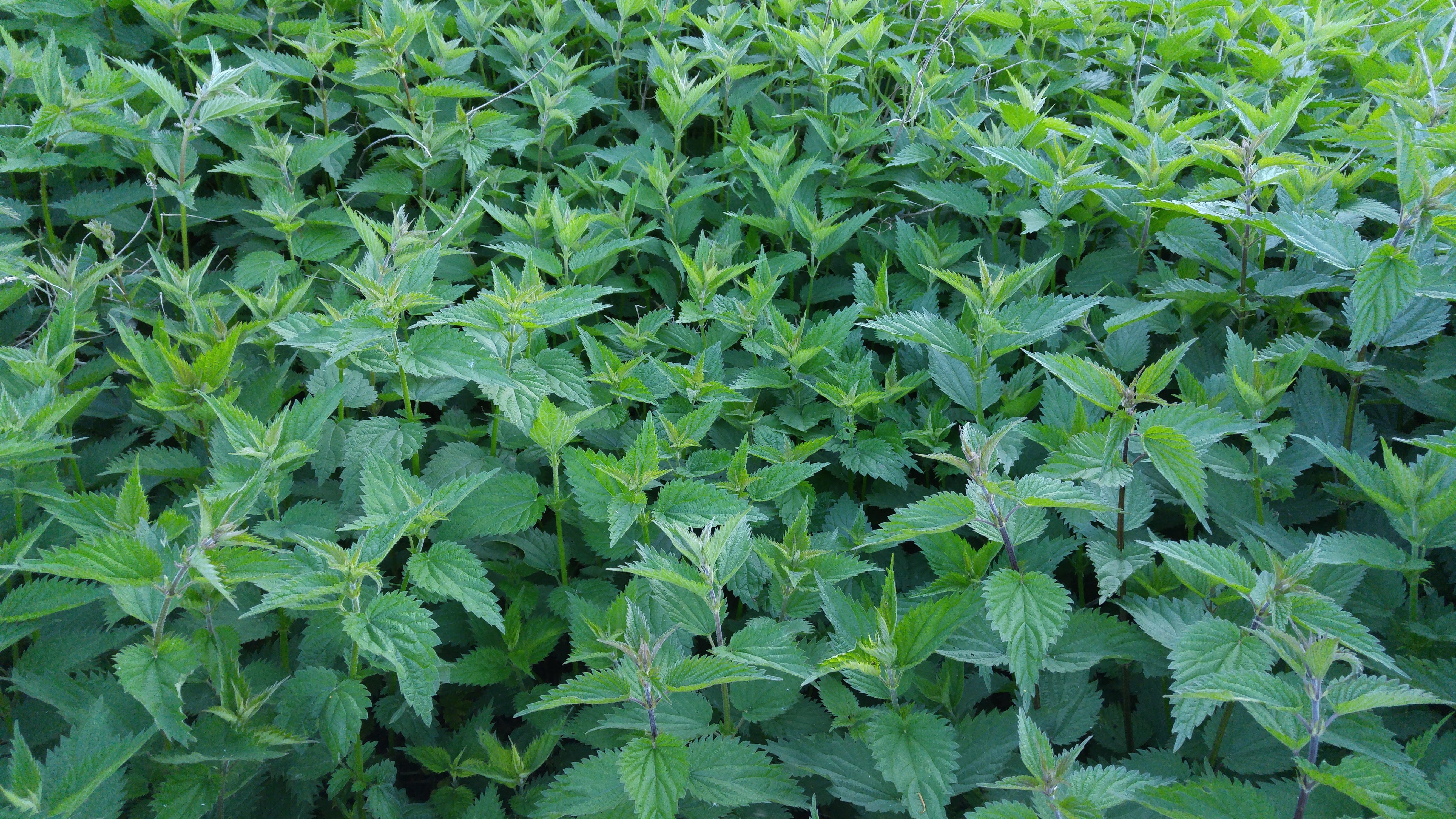 food and drink, plantation, green, gardening, full frame, nettle field, Field, 5K, agriculture, beauty in nature, stinging nettle, herb, weed, close-up, HD Wallpaper