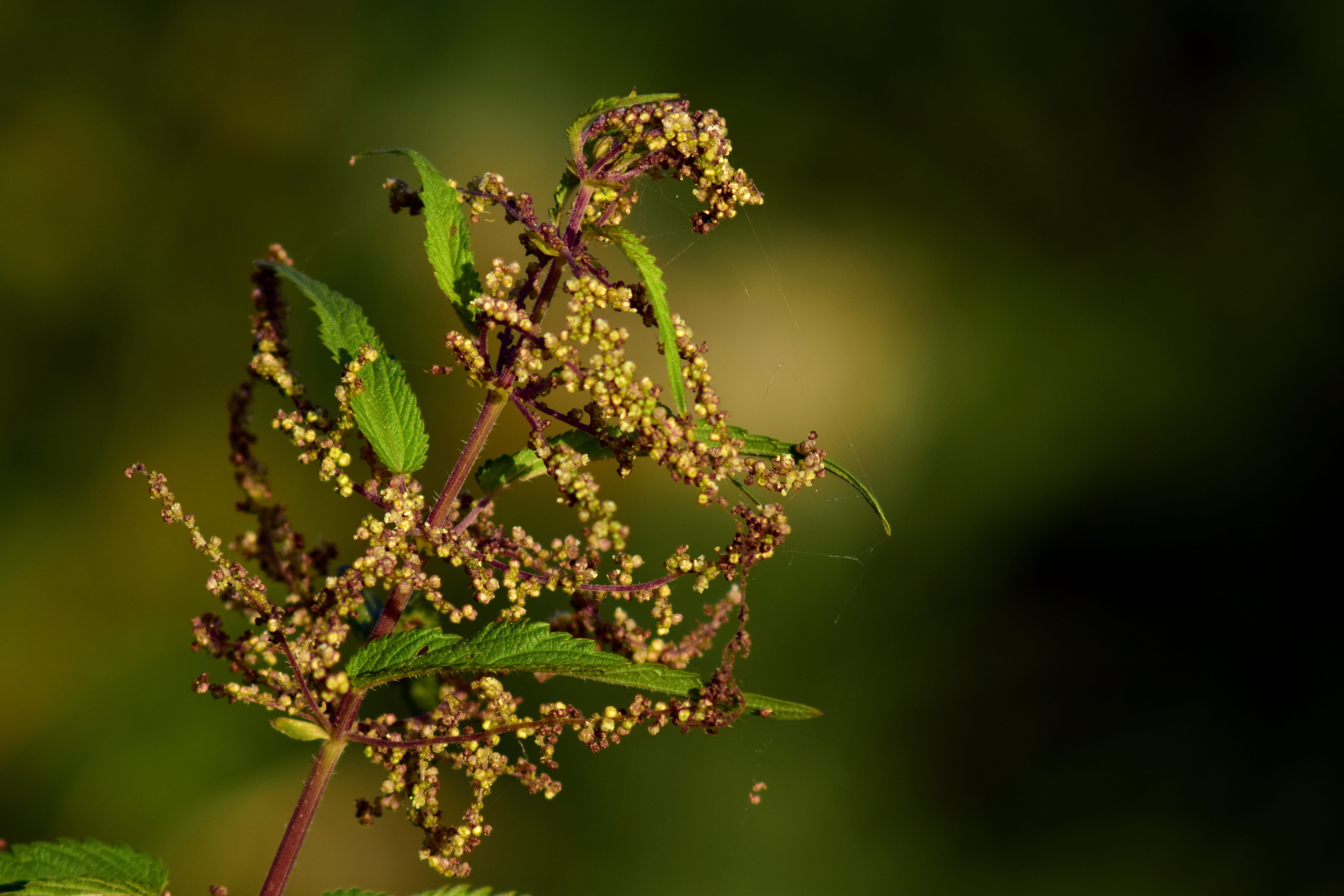 herbal medicine, fragility, animal wildlife, flower, 5K, leaf, close, green, Nature, spider webs, no people, unloved, Nettle, botany, invertebrate, close-up, HD Wallpaper
