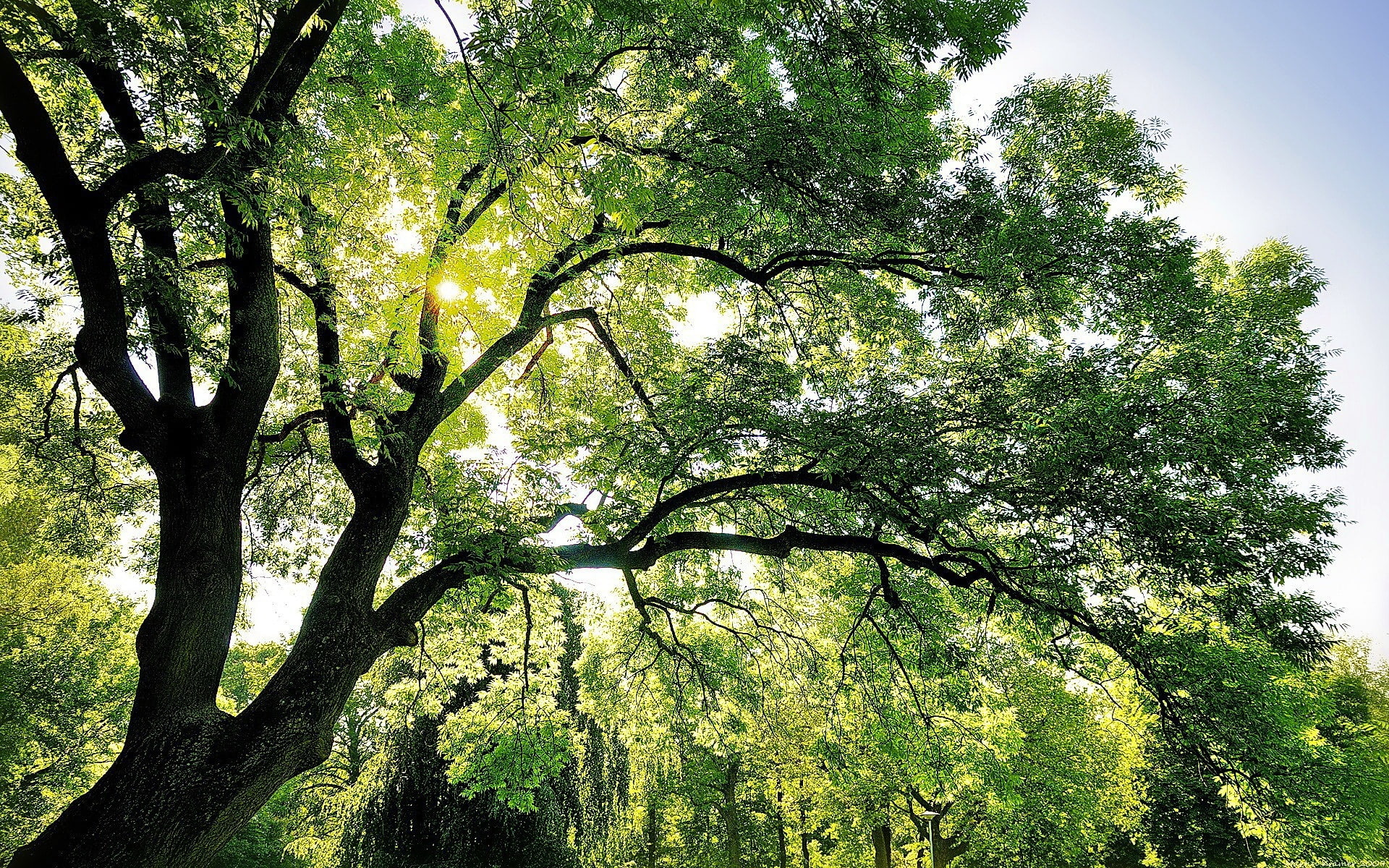 1080P, Green, Shade, HD Wallpaper