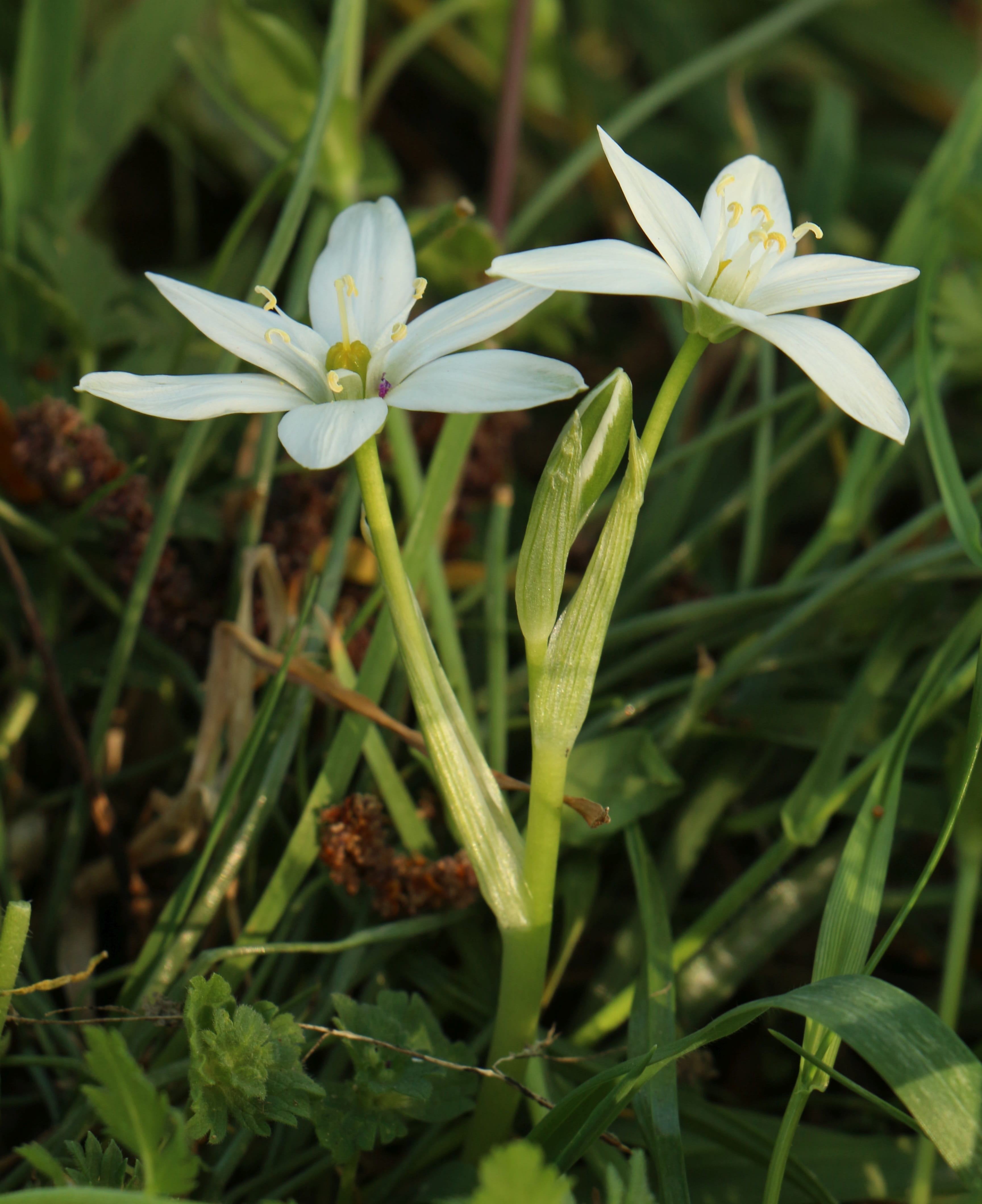 flowering plant, flower head, outdoors, leaf, vulnerability, petal, no people, flower, plant, Floating Island, close-up, day, 4K, white color, lily grass, Phone HD Wallpaper