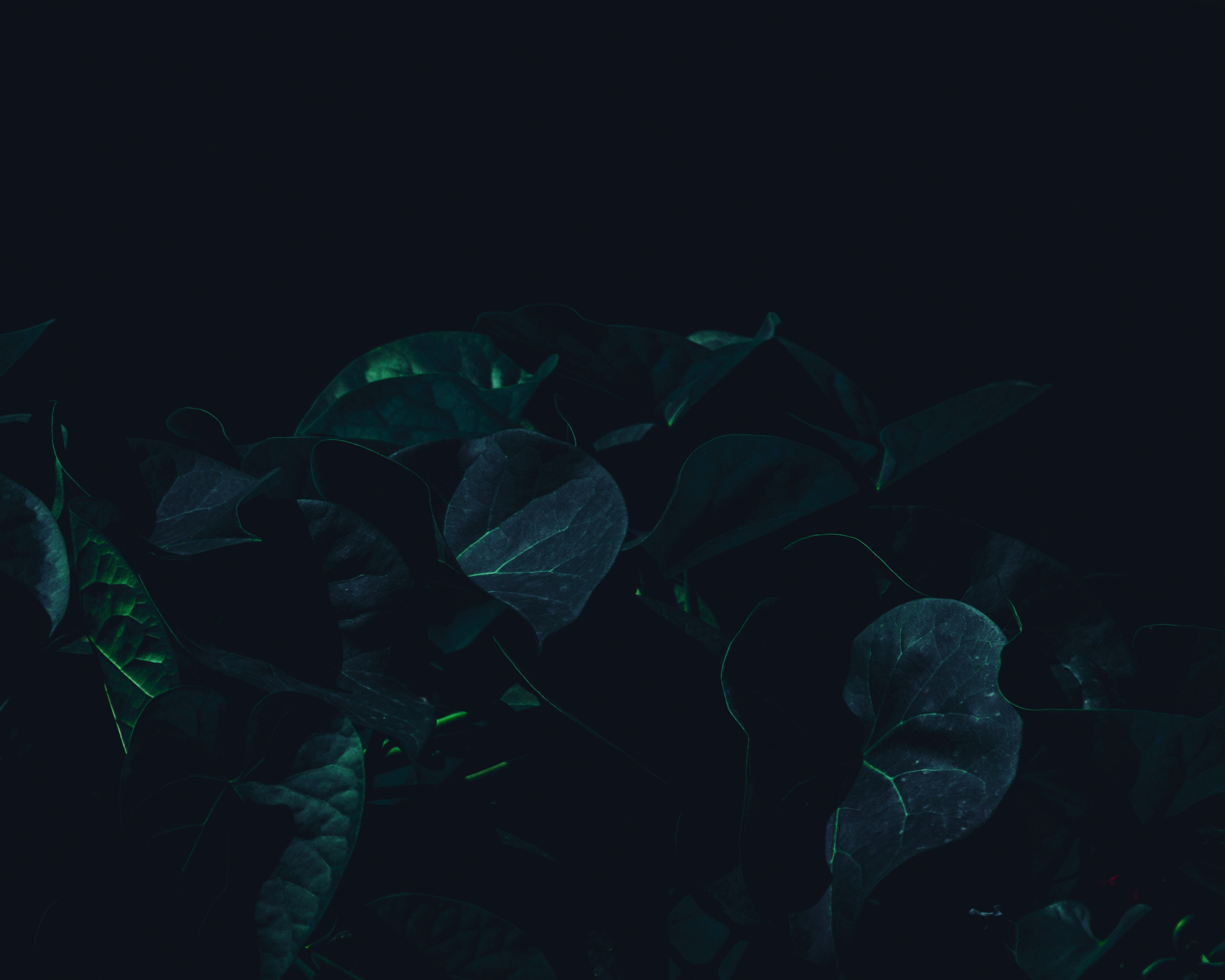 shade, plant, leaves, 4K, green, dark, HD Wallpaper