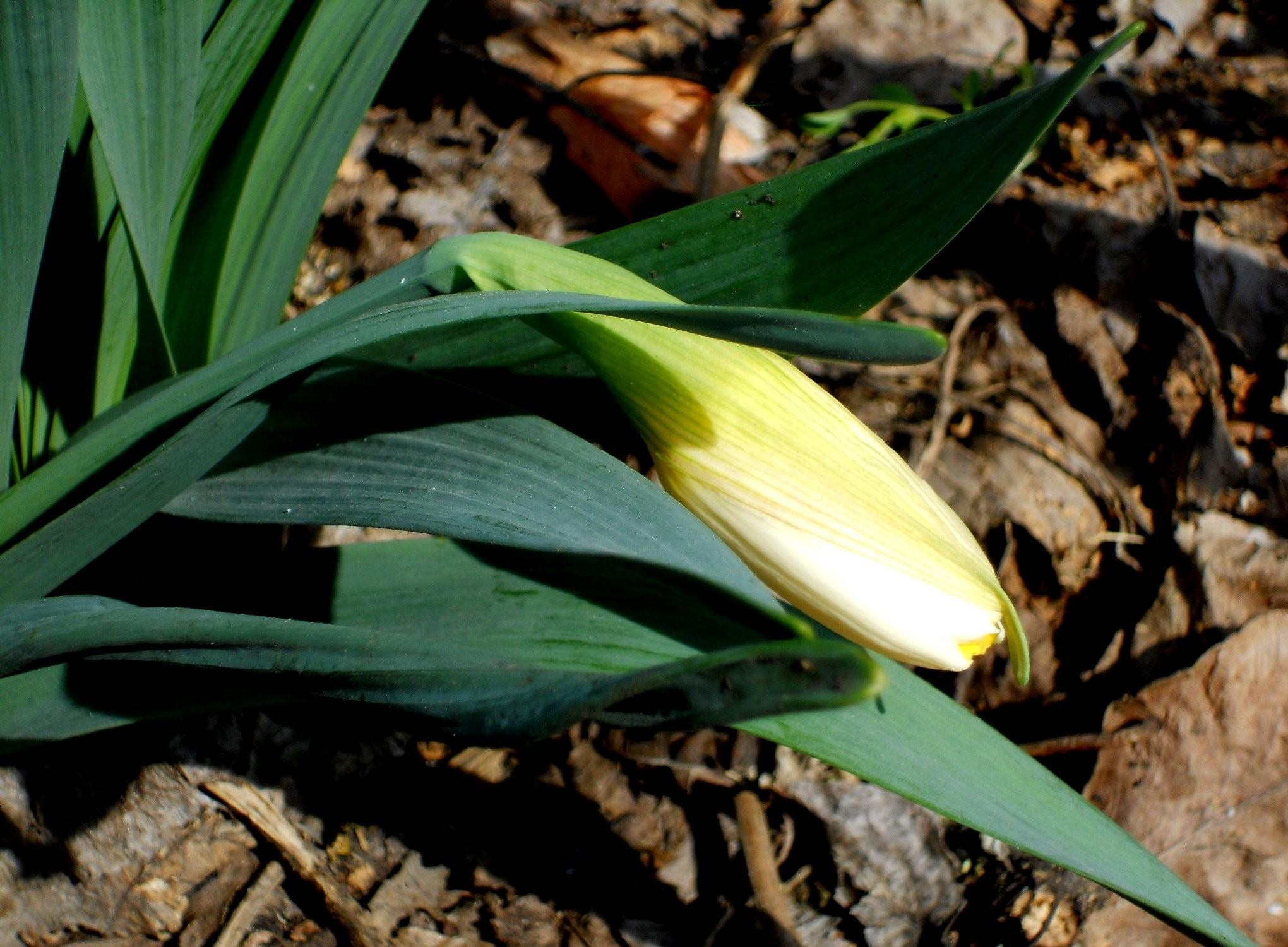 flower, high angle view, corn, petal, petaled, 1080P, corn - Crop, agriculture, stem, no People, outdoors, fragility, farm, green Color, close-up, flowering plant, HD Wallpaper