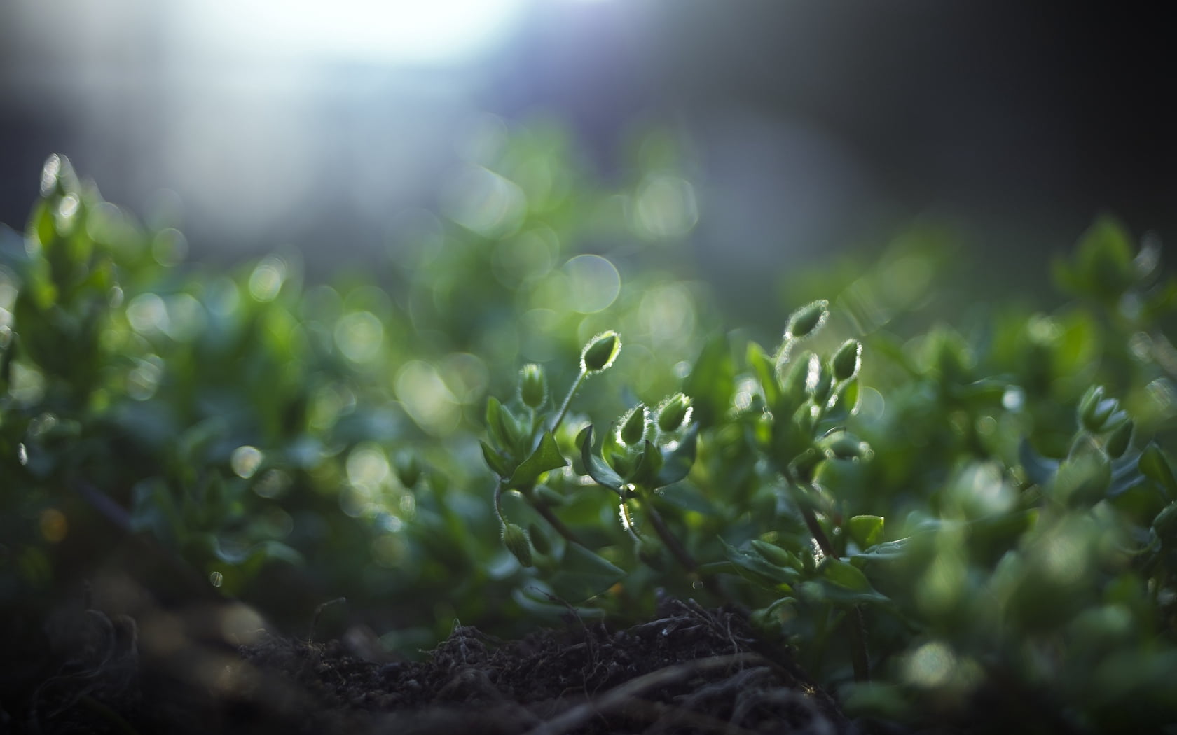roots, sunlight, dew, land, organic, backgrounds, close-up, summer, beginnings, nature, surface level, green, agriculture, environment, growth, freshness, HD Wallpaper