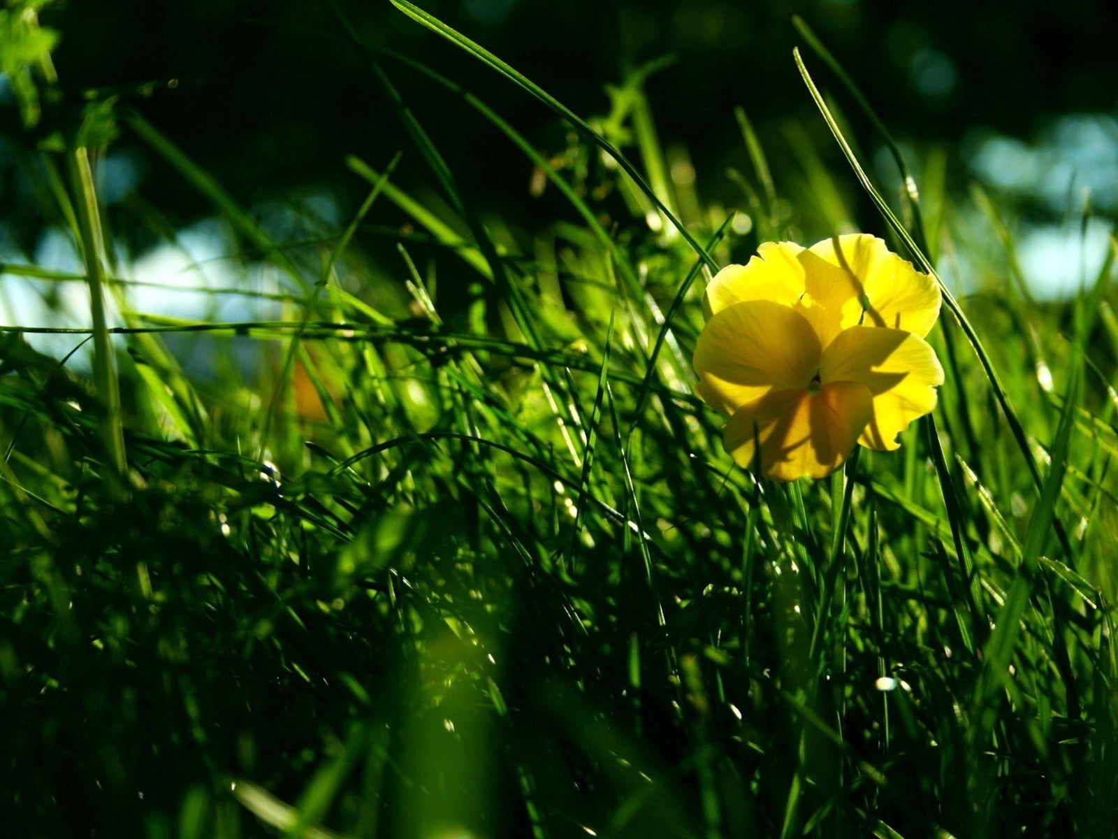 720P, leaf, beauty In Nature, summer, freshness, nature, blade of grass, single Flower, daffodil, day, yellow, season, blossom, grass, color Image, vibrant Color, HD Wallpaper