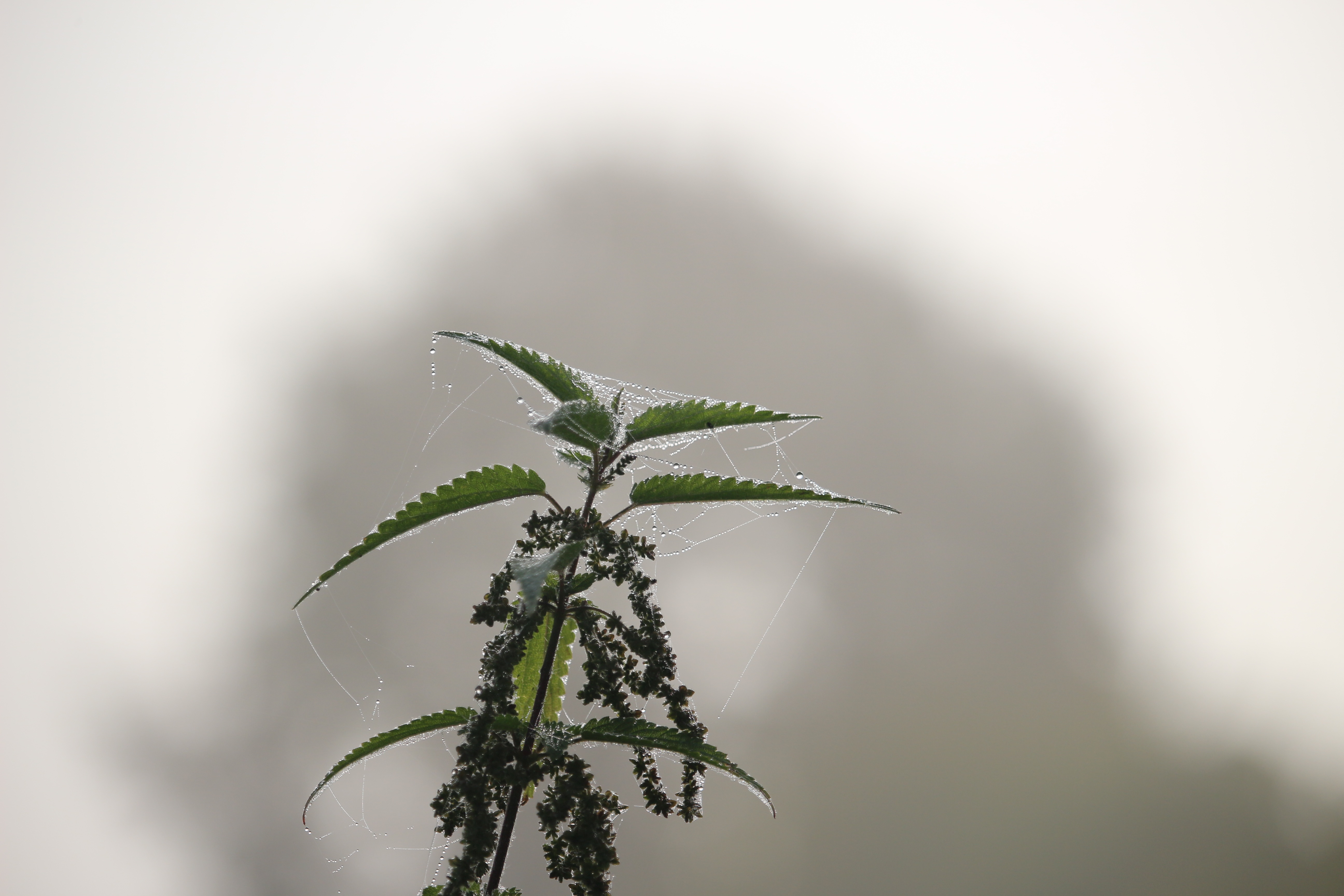 freshness, wet, outdoors, day, 5K, fog, stinging nettle, beauty in nature, nettle, nature, medicine, close-up, landscape, herb, plant, coniferous tree, HD Wallpaper