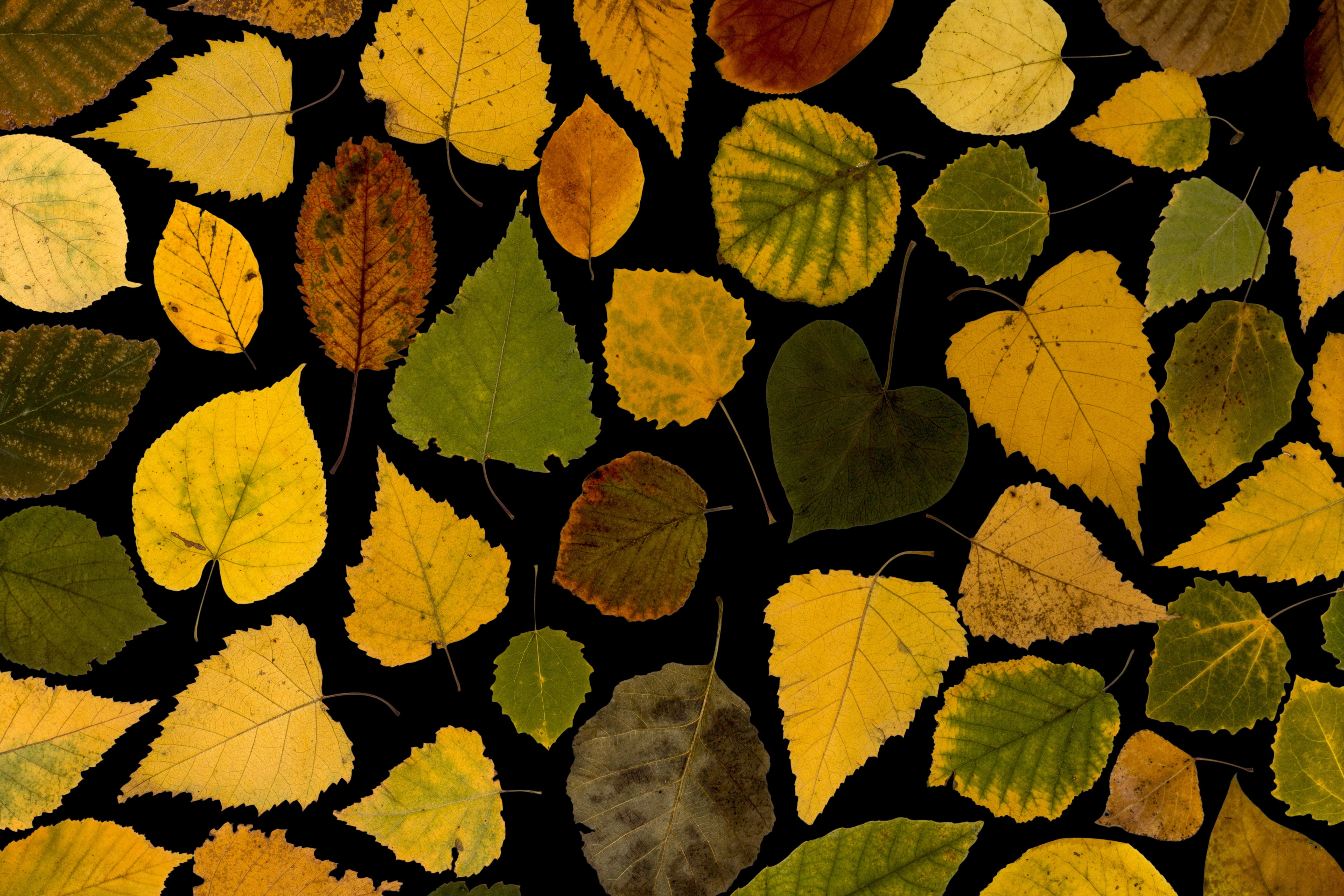 autumn, nature, autumn leaf, design, high angle view, one animal, color, yellow, arid, day, true leaves, plant part, arrangement, large group of objects, HD Wallpaper