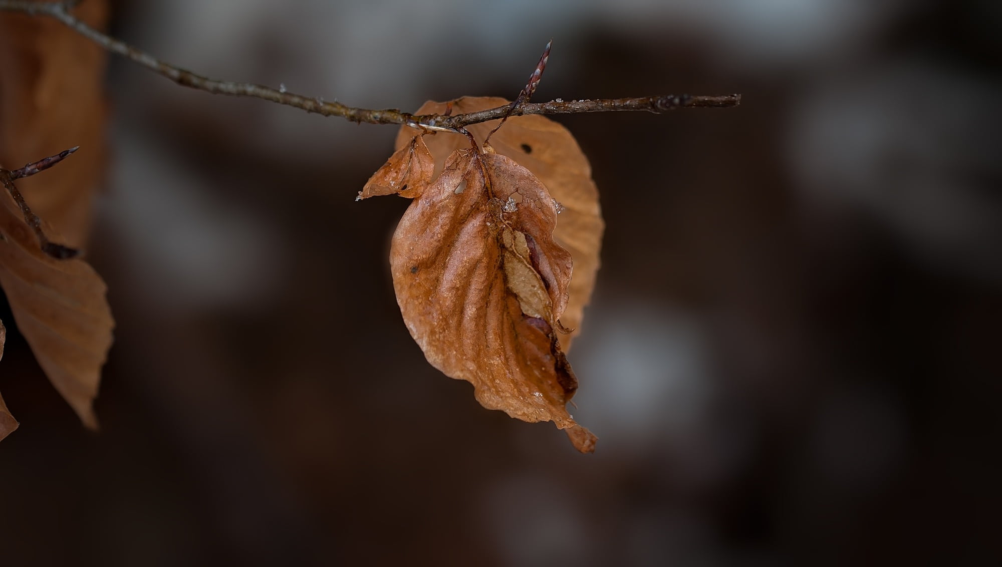 plant, autumn, fragility, brown, vulnerability, plant part, autumn collection, close, selective focus, beauty in nature, natural condition, food, true leaves, HD Wallpaper