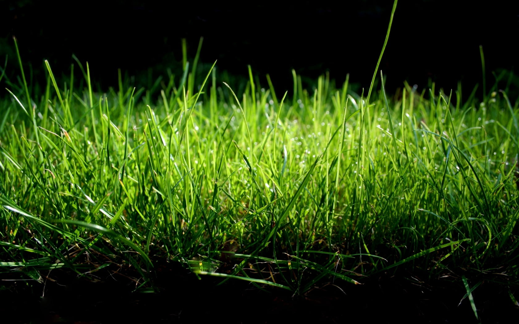 shade, green, grasses, field, focus on foreground, land, lush Foliage, textured, day, springtime, macro, pattern, turf, backgrounds, leaf, nature, no People, HD Wallpaper