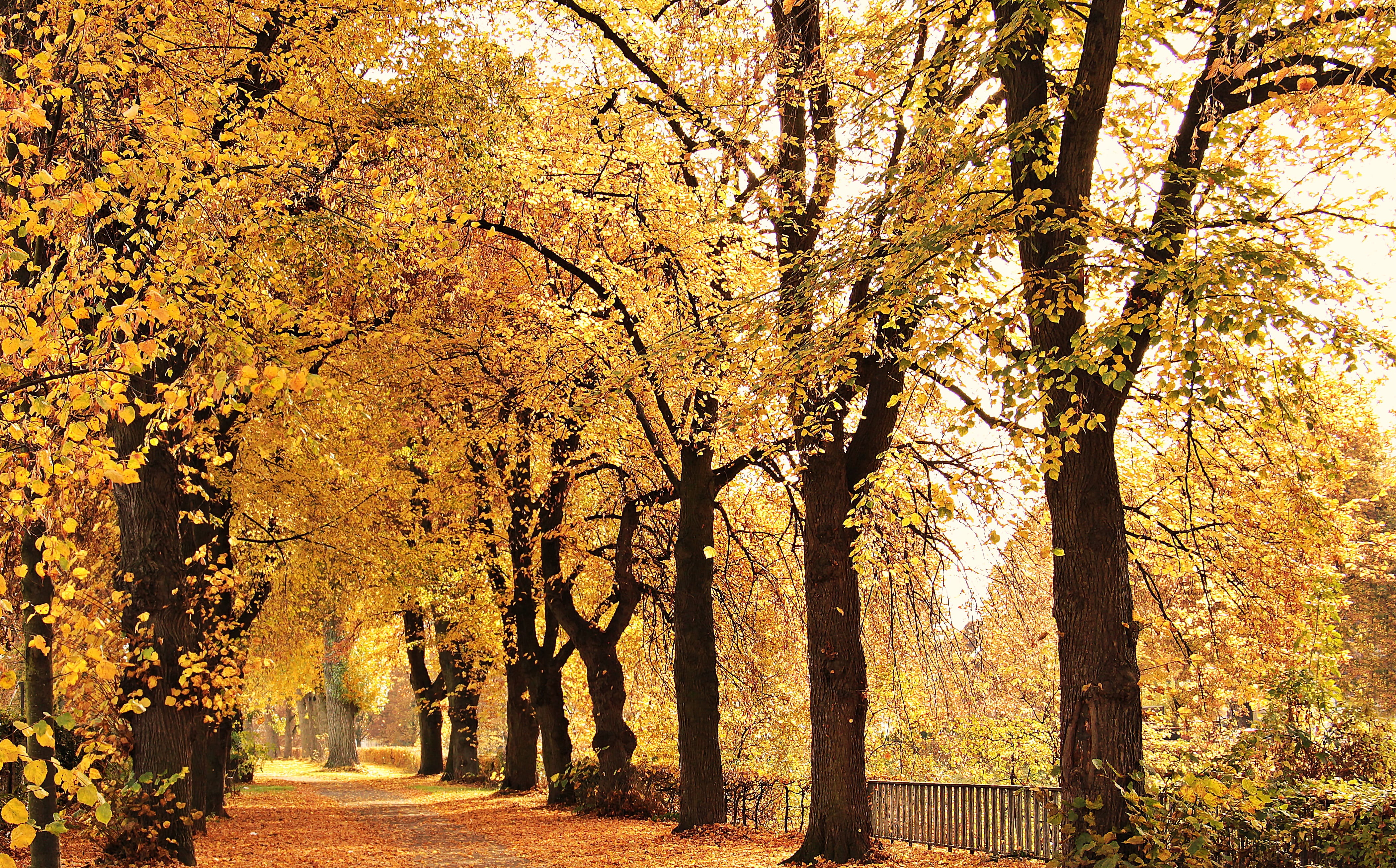 the way forward, promenade, footpath, yellow leaves, no people, tranquil scene, outdoors, sun, trunk, yellow, golden autumn, fall, road, tranquility, away, HD Wallpaper