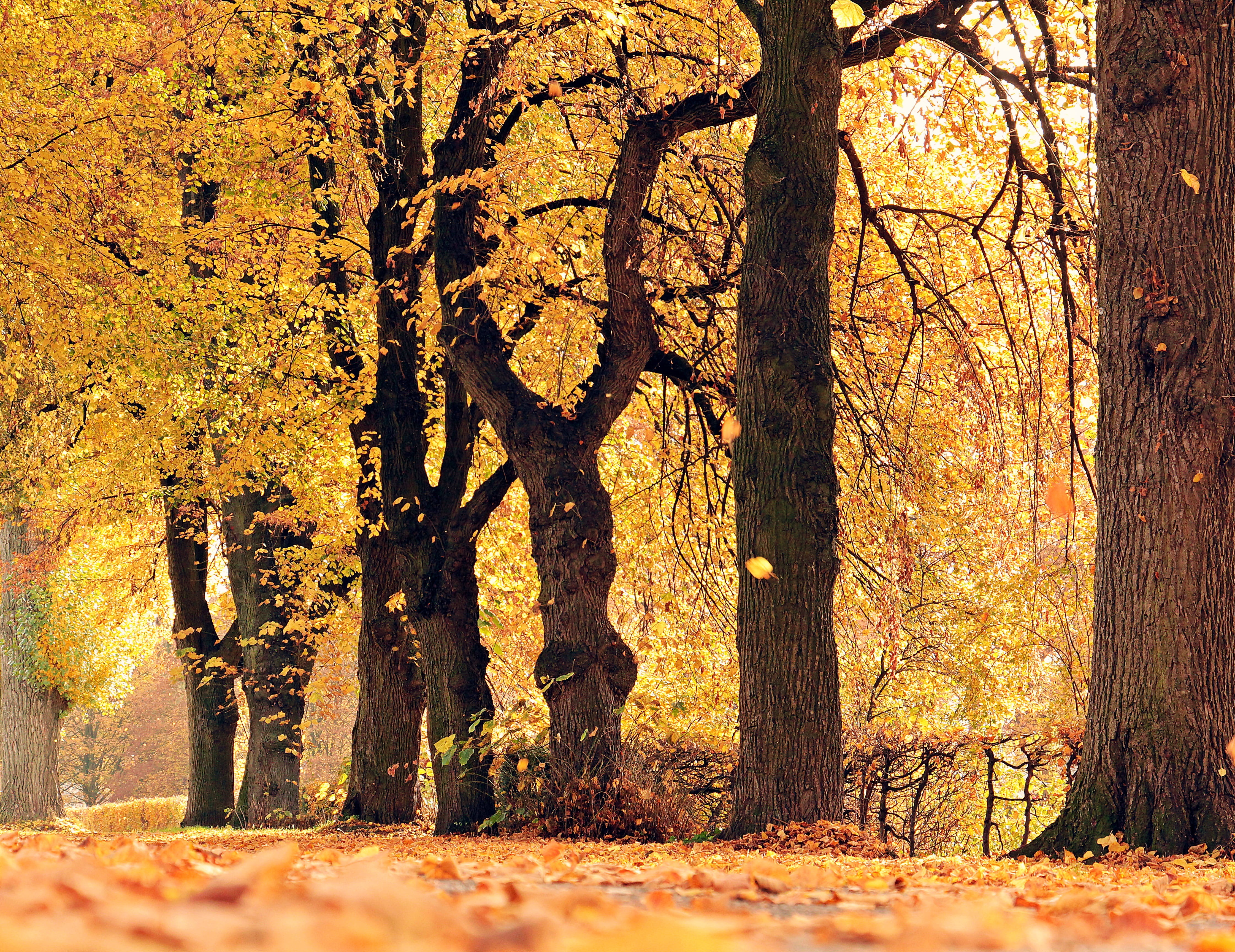 woodland, mood, leaves, beauty in nature, scenics, idyll, away, yellow, promenade, piled, rest, outdoors, tranquil scene, autumn collection, leaf, tree trunk, HD Wallpaper