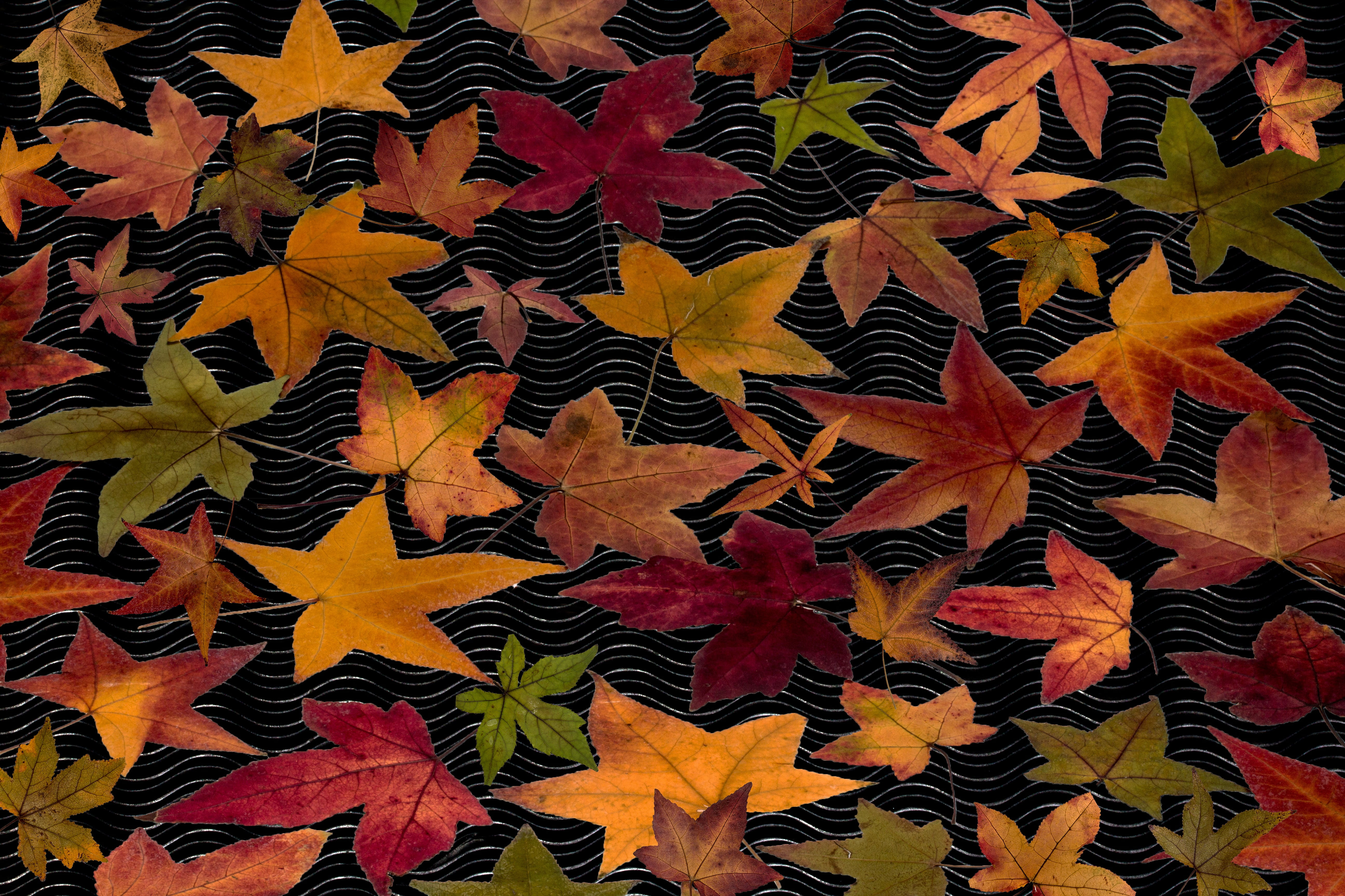 art and craft, leaf, fall foliage, day, autumn colours, full frame, composition, true leaves, no people, creativity, emerge, 5K, arrangement, leaves, autumn, HD Wallpaper