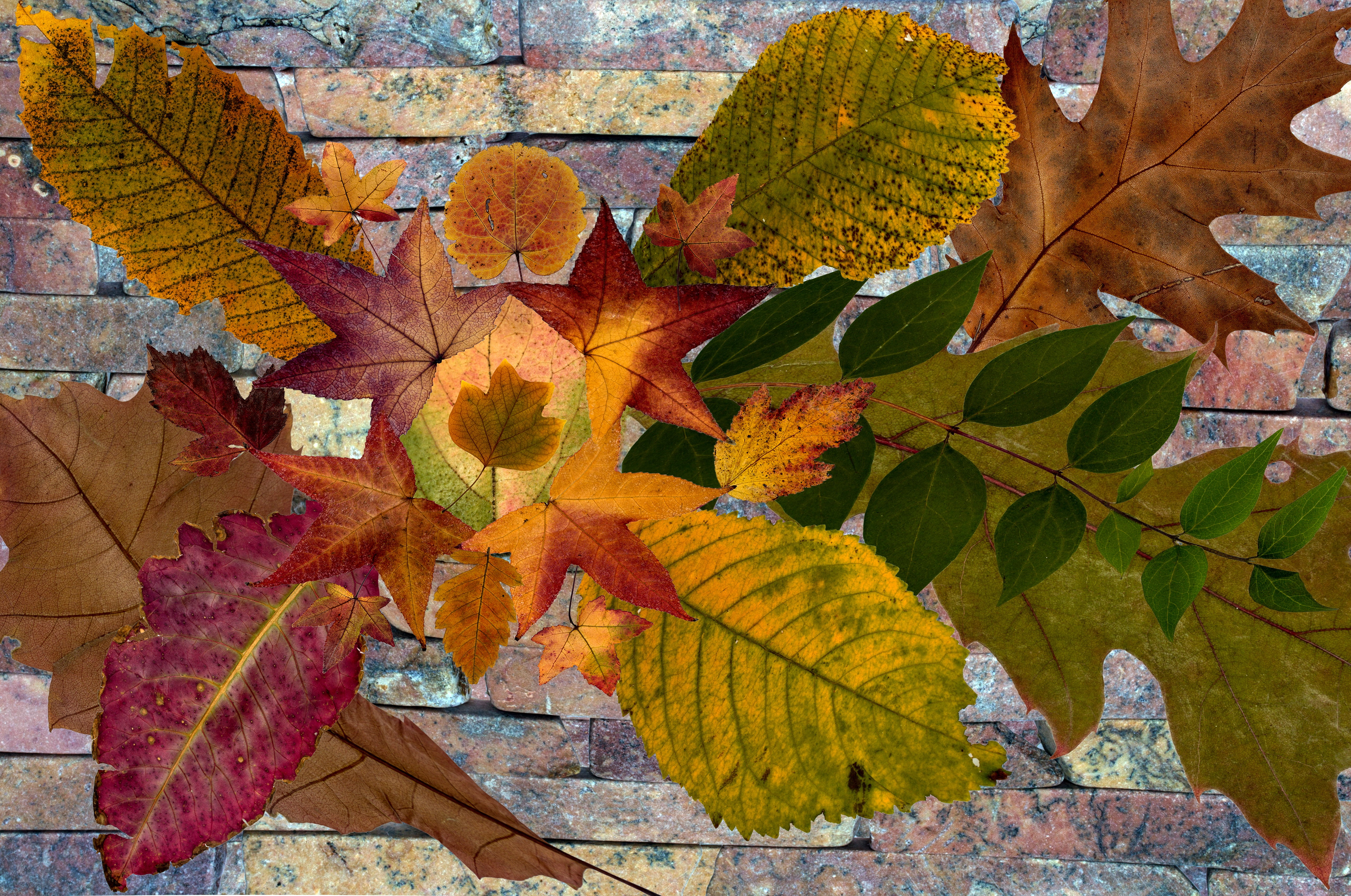 foliage leaf, beauty in nature, natural pattern, dry, leaves, composition, leaf, leaf vein, day, tree, orange color, arrangement, change, autumn leaf, colorful, HD Wallpaper