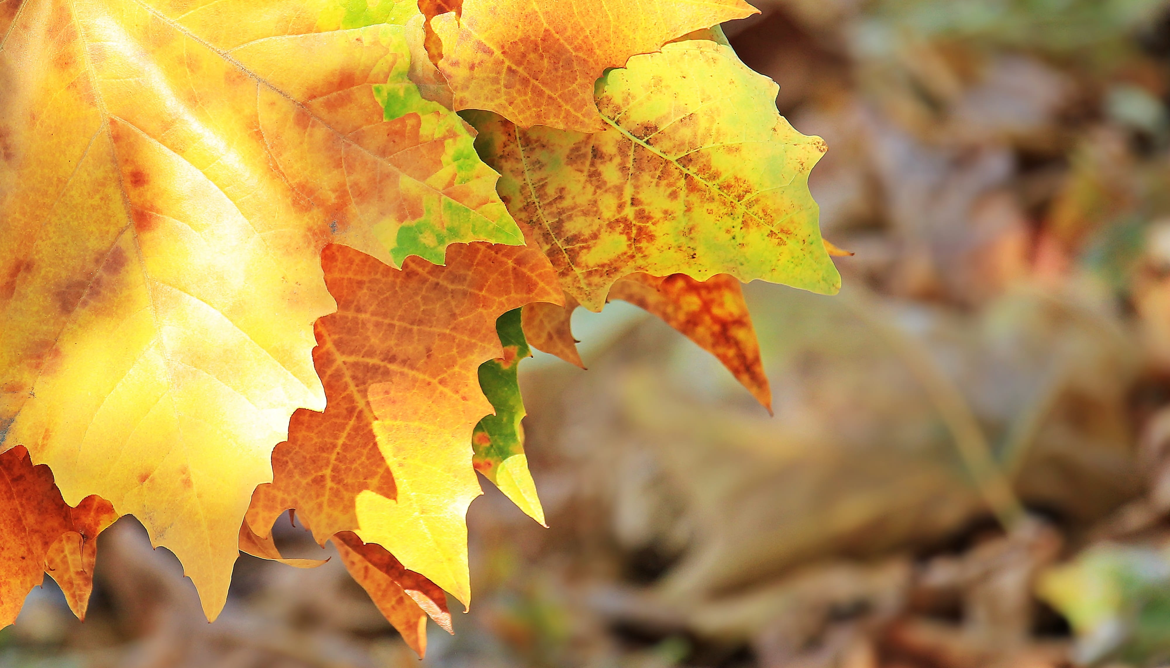 background, autumn greetings, autumn colours, deris, maple, background image, change, fall foliage, greeting, autumn motive, plant part, close-up, no people, HD Wallpaper