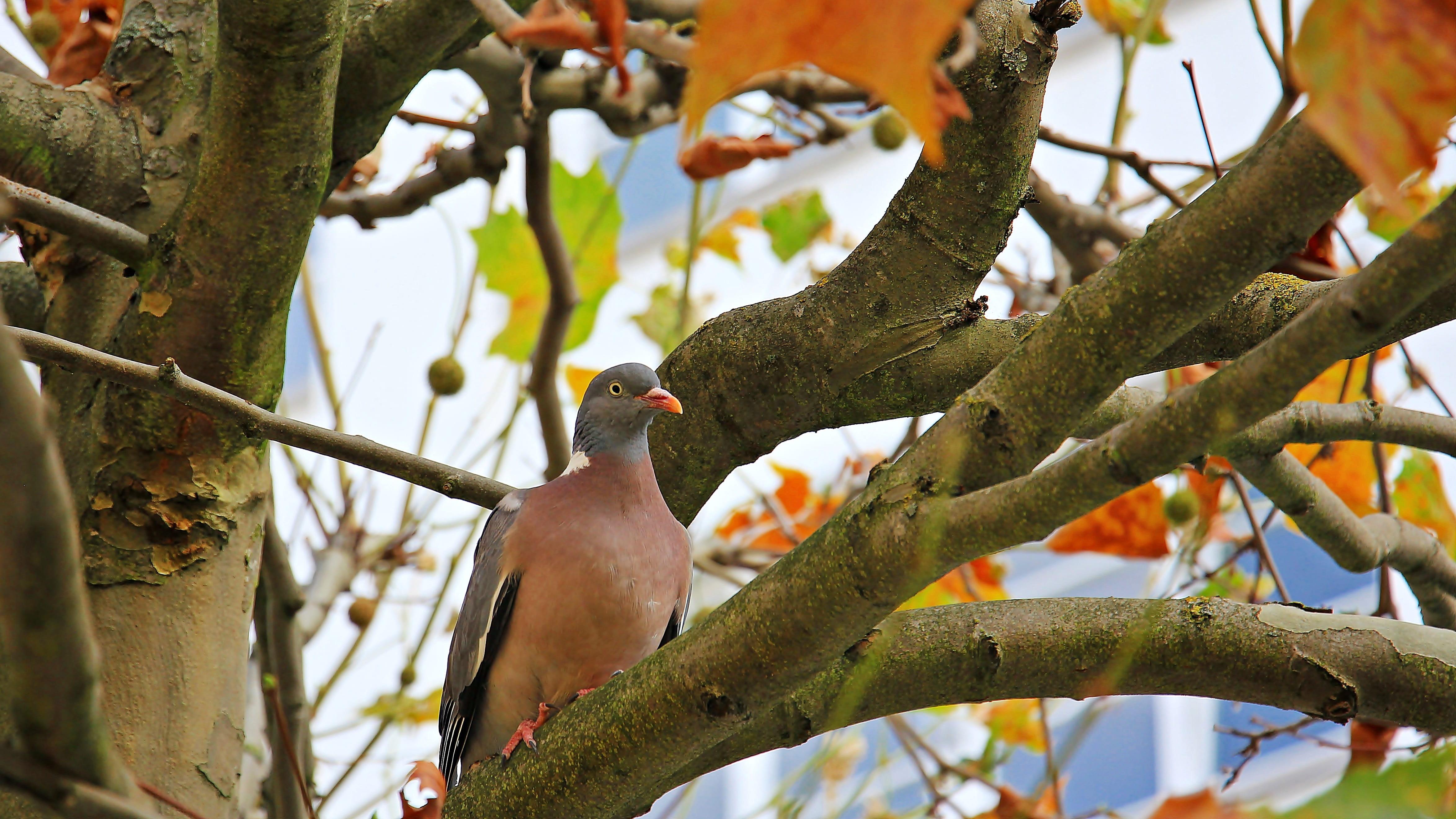 bird, perching, low angle view, animal themes, animal, 4K, golden autumn, bird in the tree, day, chestnut leaves, branch, perched, leaf, beauty in nature, HD Wallpaper