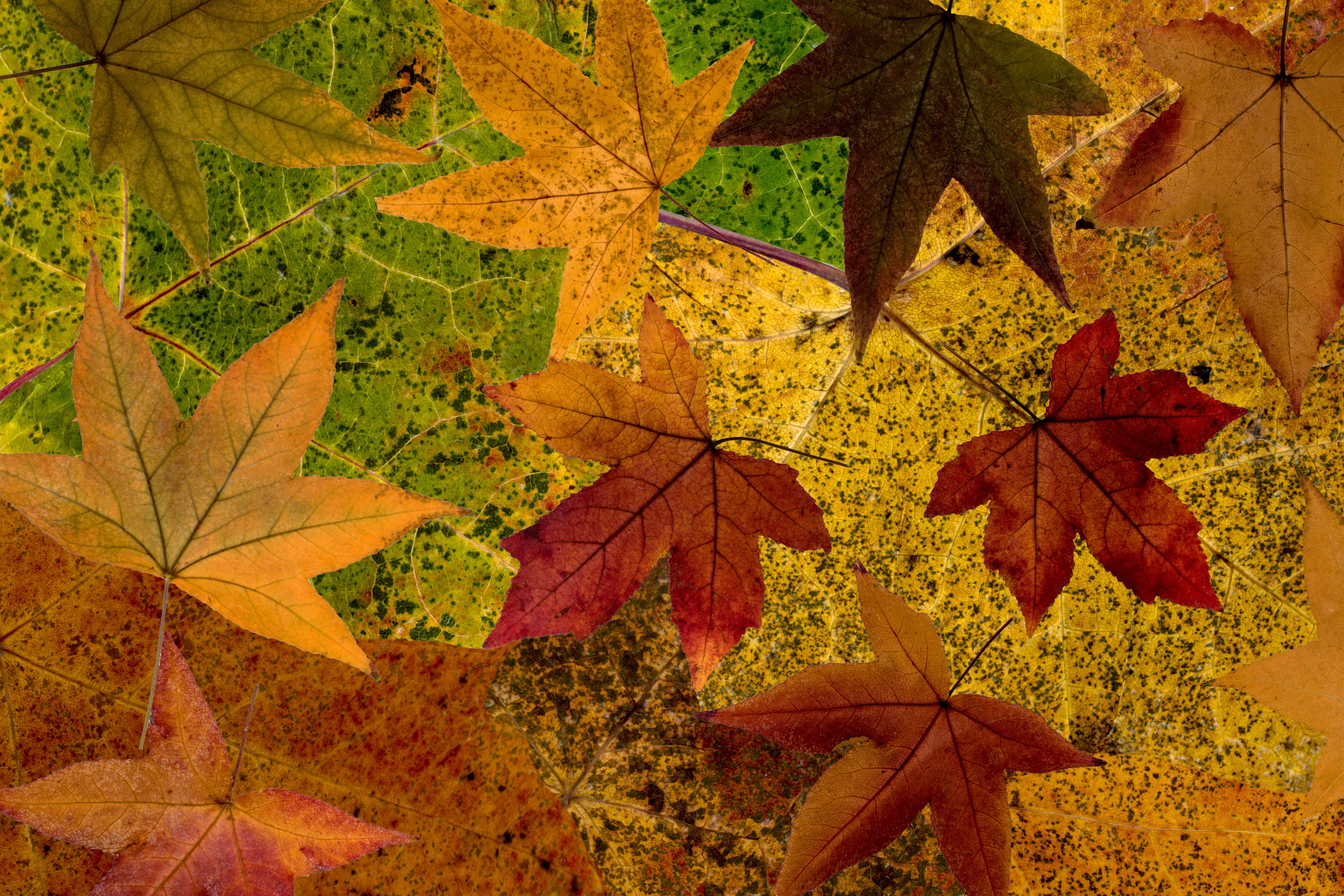 fall leaves, beauty in nature, close-up, no people, change, autumn, outdoors, high angle view, yellow, leaves, leaf, design, maple tree, tree, fall, arrangement, HD Wallpaper