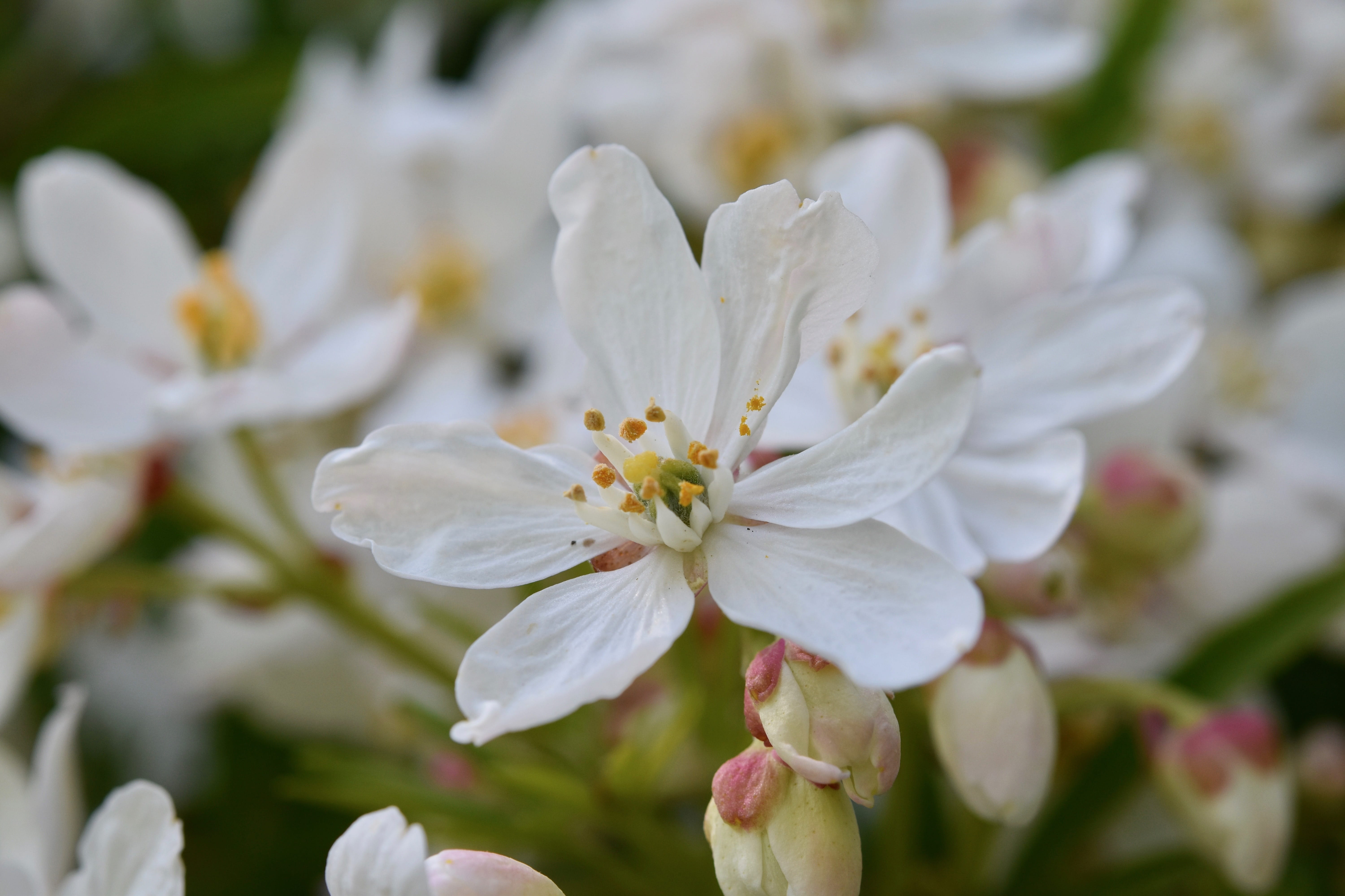 flower head, garden, freshness, close-up, stamens, pollen, nature, focus on foreground, springtime, vulnerability, day, flower true macrantha flora, plant, HD Wallpaper