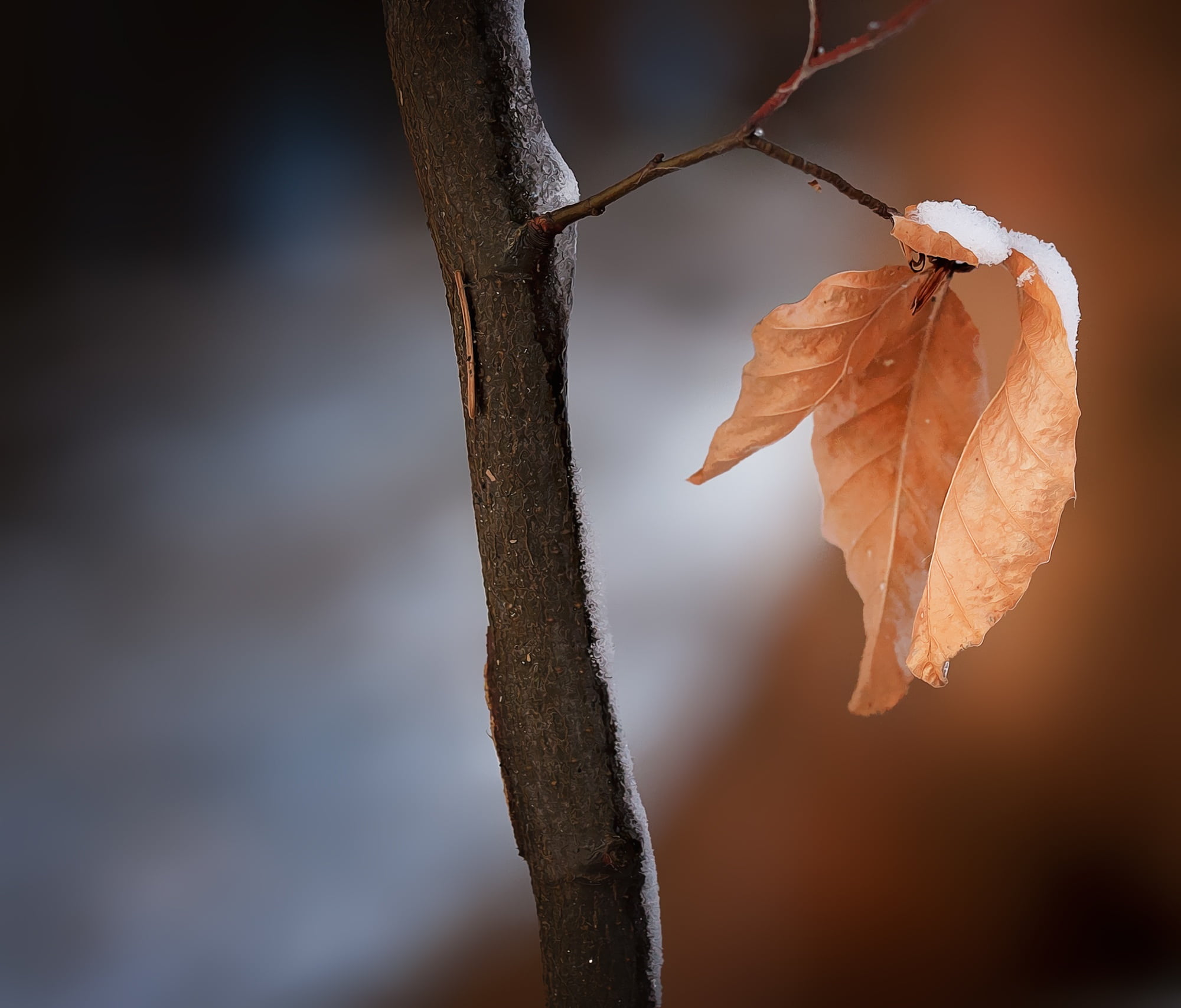 vulnerability, dead plant, shift, plant stem, day, autumn, plant, change, true leaves, plant part, twig, leaves, outdoors, 1080P, fragility, leaf, winter, HD Wallpaper