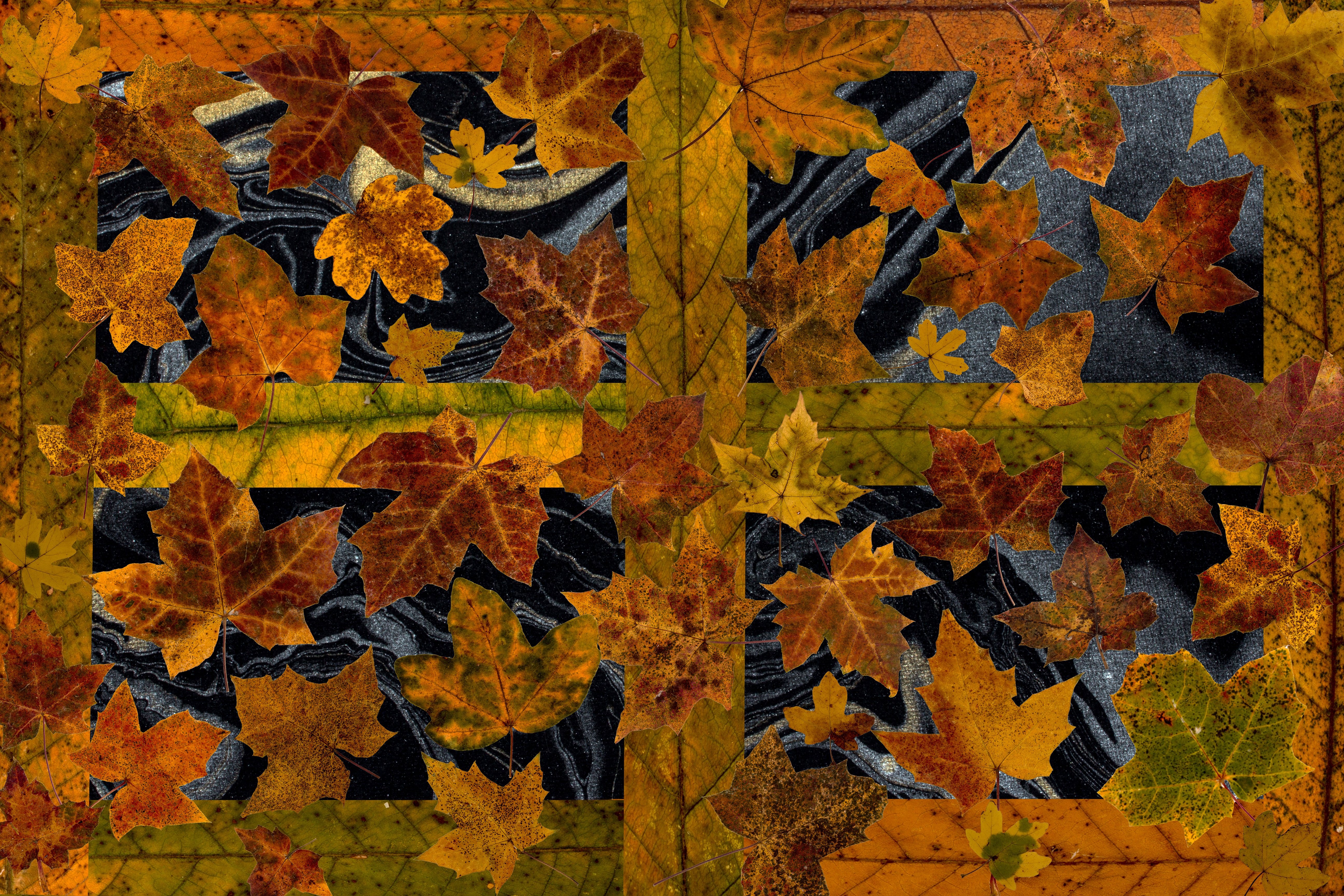 5K, maple, autumn leaf, design, day, beauty in nature, outdoors, change, true leaves, nature, composition, brown, foliage leaf, yellow, leaf, textured, HD Wallpaper