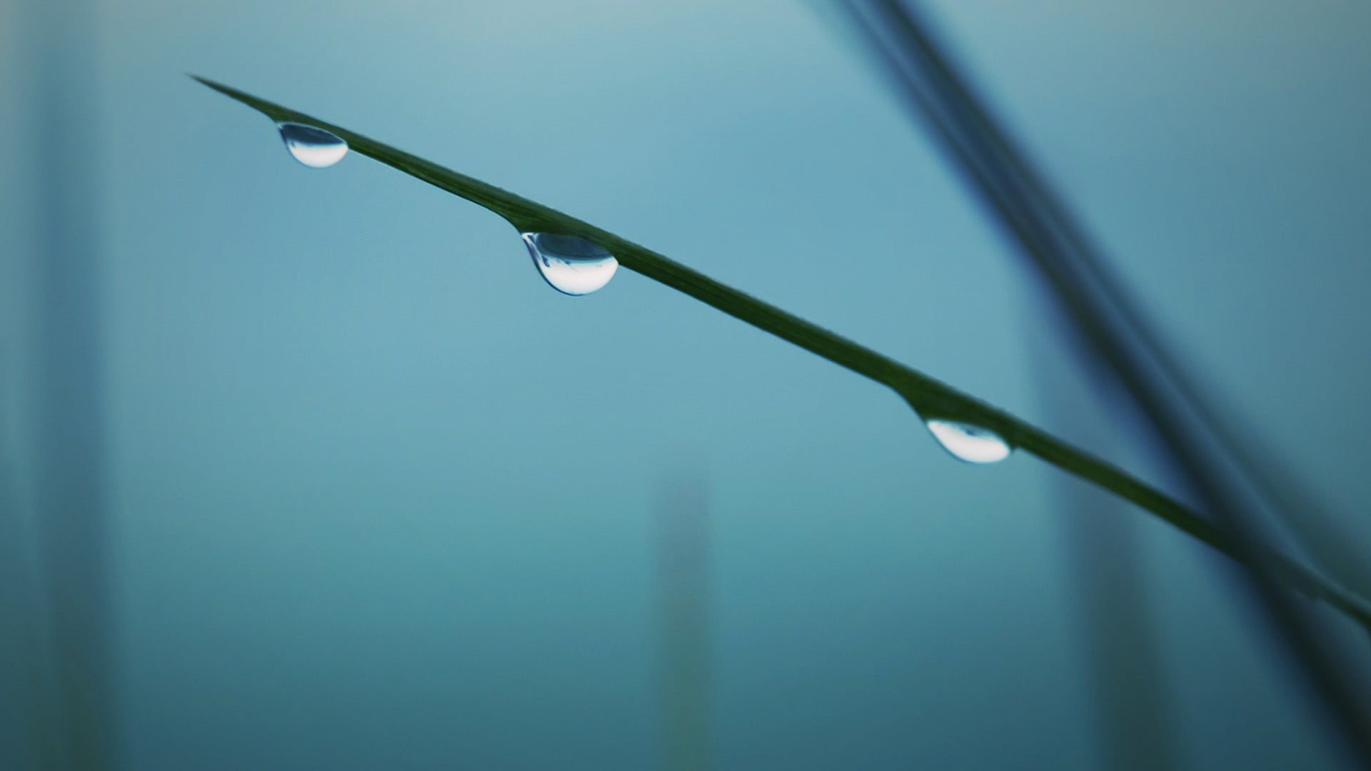 water, selective focus, purity, rain, vulnerability, leaf, raindrop, nature, focus on foreground, blue, dew, day, sky, water drops, flowers, plant, wet, HD Wallpaper