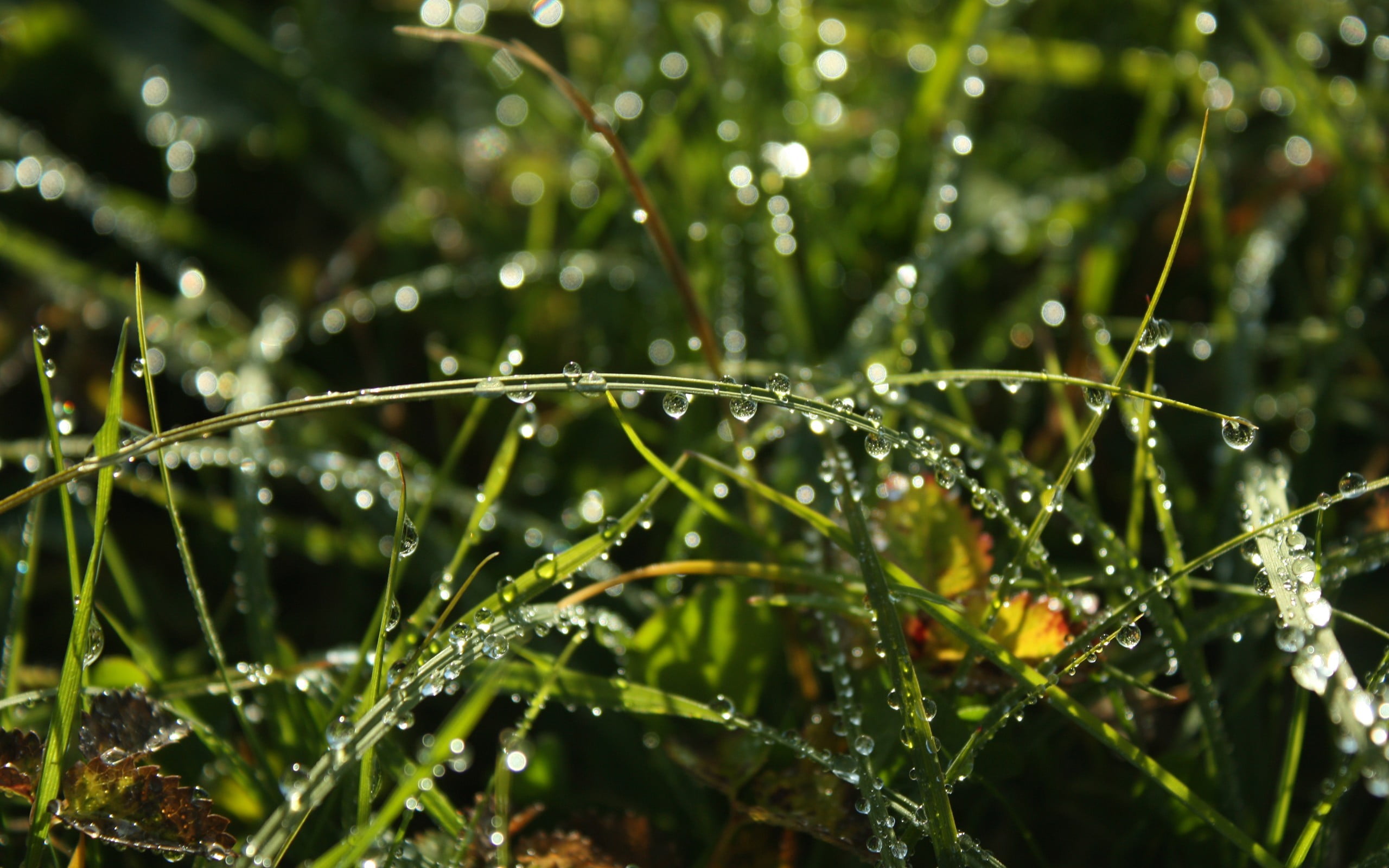 nature, dew, grass, outdoors, drop, macro, plant, green color, water, water drops, freshness, close-up, rainy season, green, raindrop, fragility, plants, HD Wallpaper