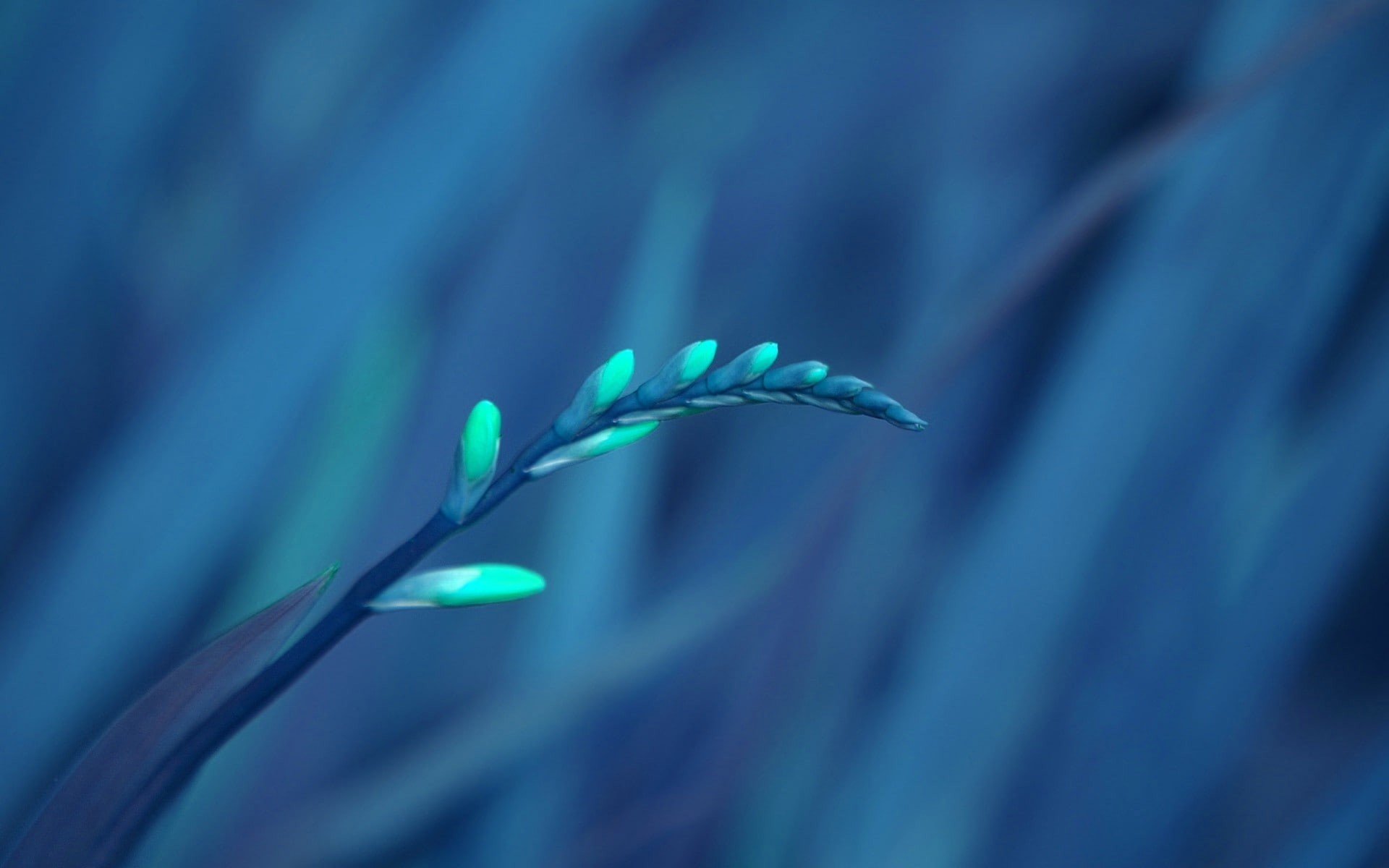 plant part, close-up, plants, no people, macro, flower, flowering plant, fragility, growth, cable, flowers, blue, focus on foreground, leaf, green color, HD Wallpaper