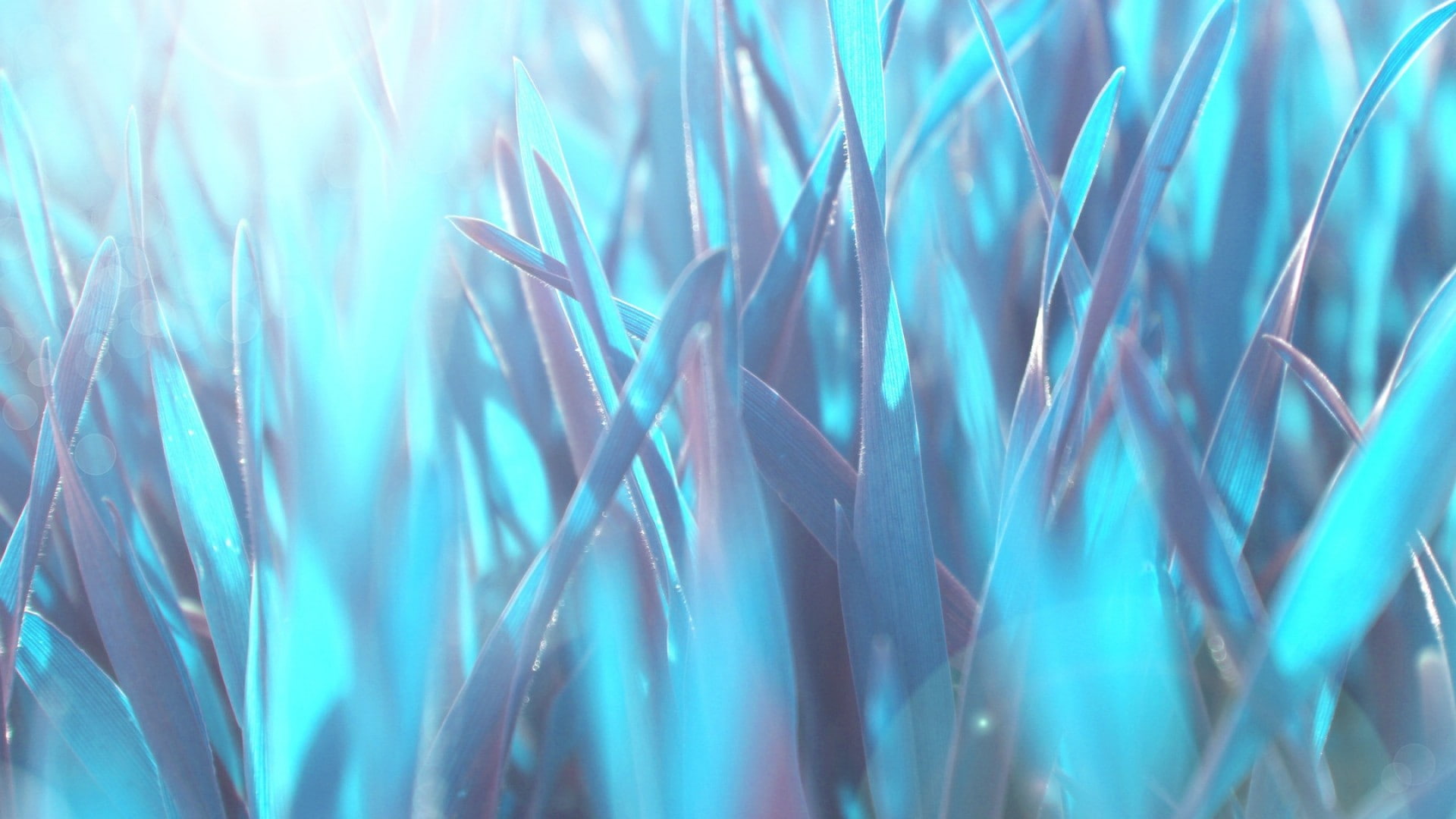 green color, selective focus, nature, blue background, no people, field, full frame, land, leaf, pattern, backgrounds, leaves, growth, close-up, cyan, plant, HD Wallpaper