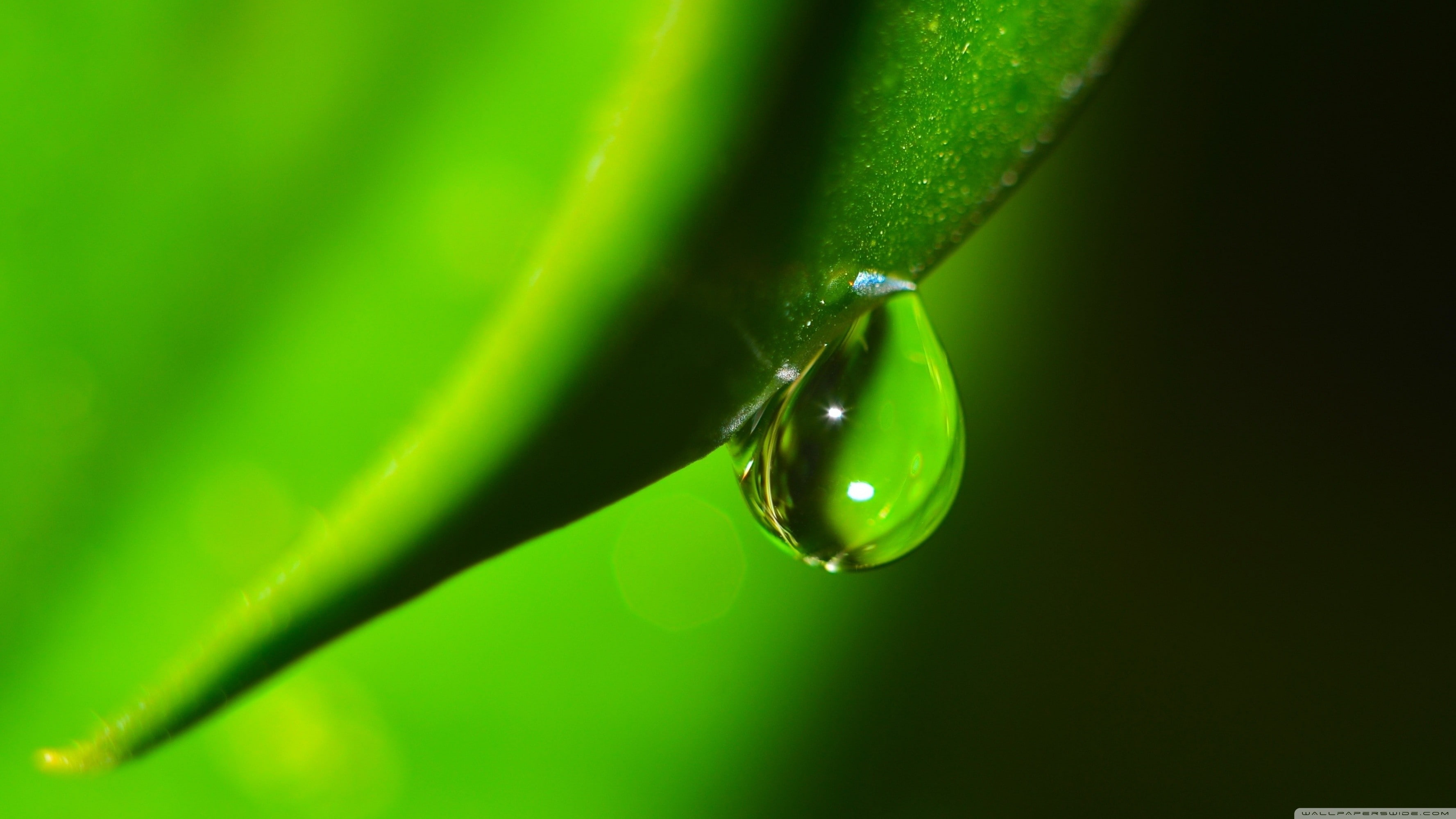 macro, fragility, closeup, abstract, wet, water, water drops, drop, blade of grass, freshness, plants, plant part, close-up, plant, leaf, selective focus, HD Wallpaper