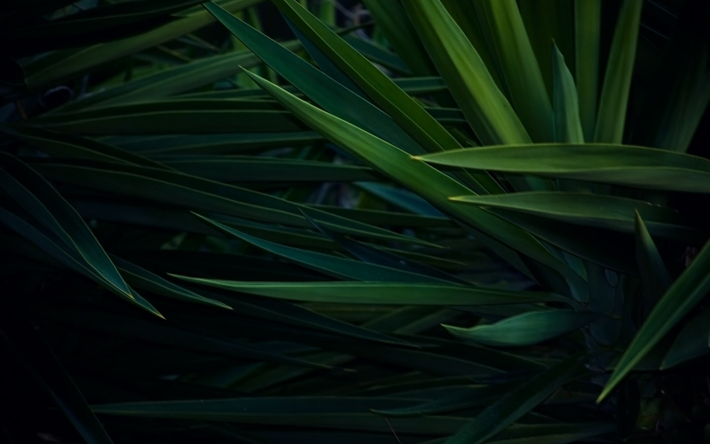 beauty in nature, grass, palm leaf, field, leaf, plants, land, blade of grass, bamboo - plant, plant part, growth, green color, tranquility, close-up, no people, HD Wallpaper