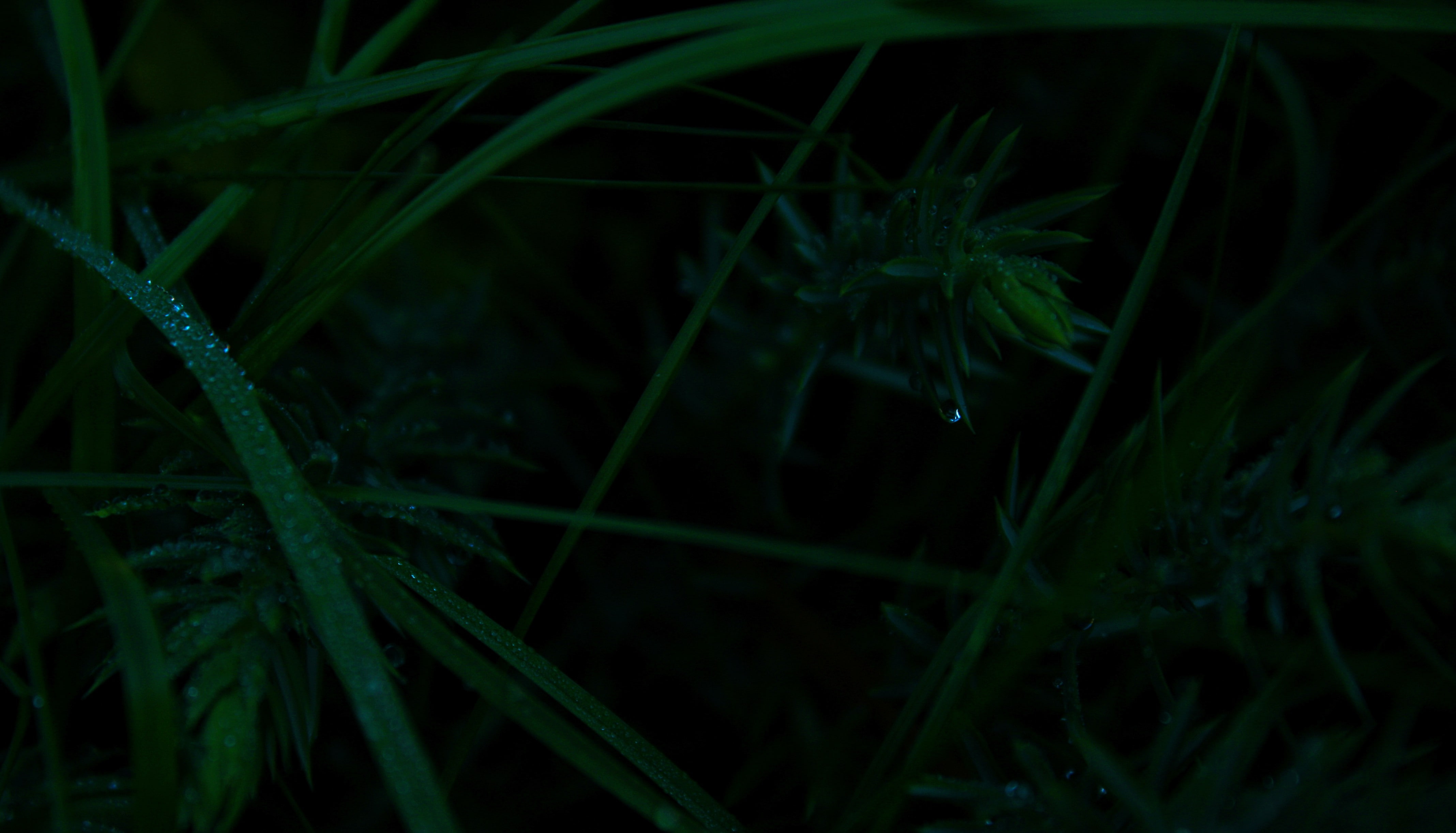 water drops, land, grass, selective focus, beauty in nature, outdoors, growth, 4K, no people, nature, blade of grass, dew, water, black background, freshness, HD Wallpaper