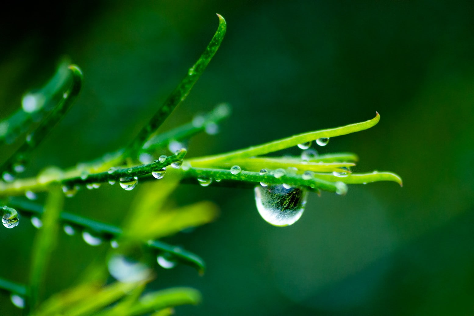 green, plant part, water drops, outdoors, plant, dew, fragility, 720P, vulnerability, water, macro, purity, day, freshness, selective focus, nature, blade of grass, HD Wallpaper