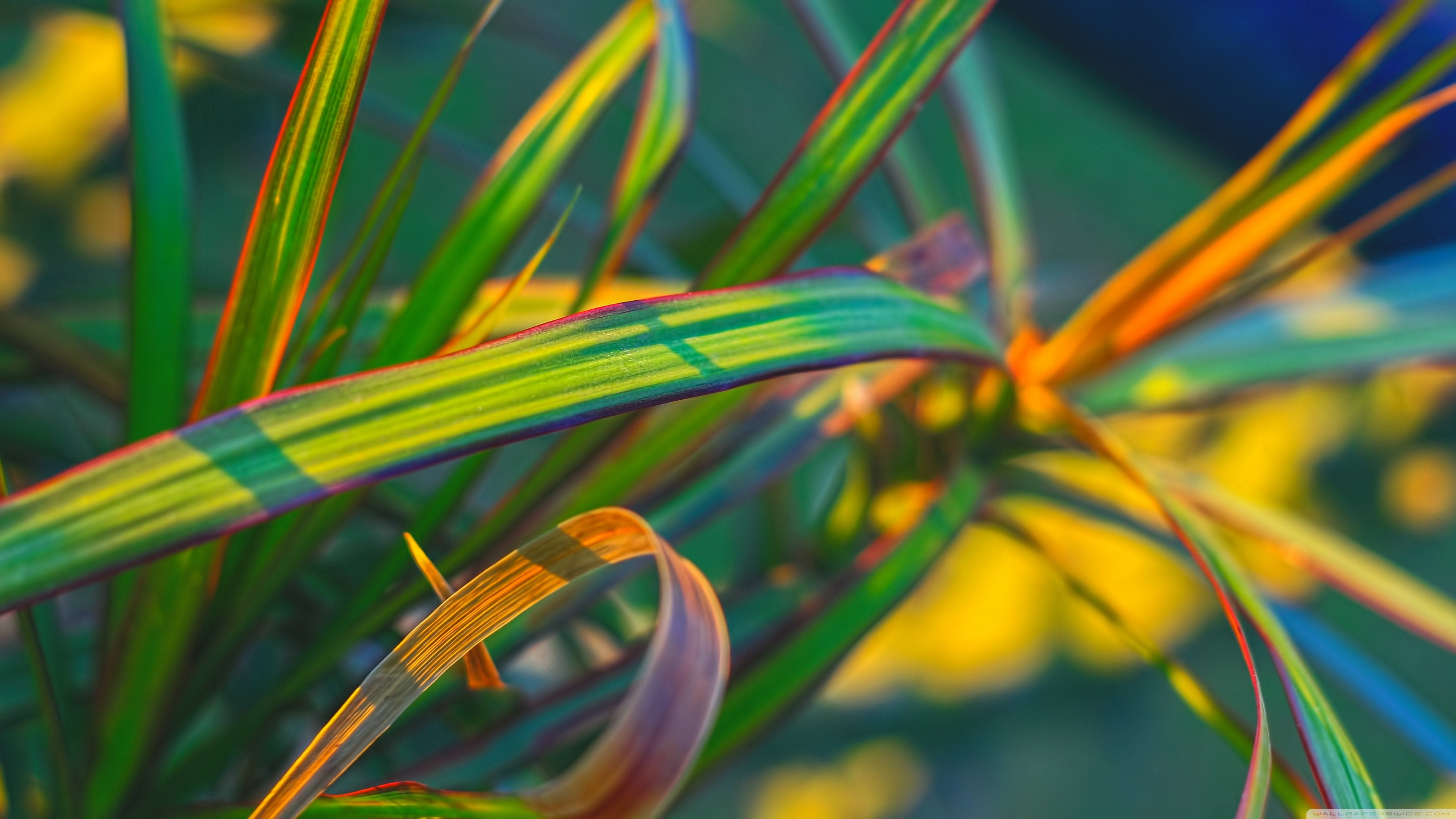no people, nature, 4K, shot, plant part, macro, blade of grass, growth, leaf, crop, water, plant, beauty in nature, green color, photography, day, grass, HD Wallpaper