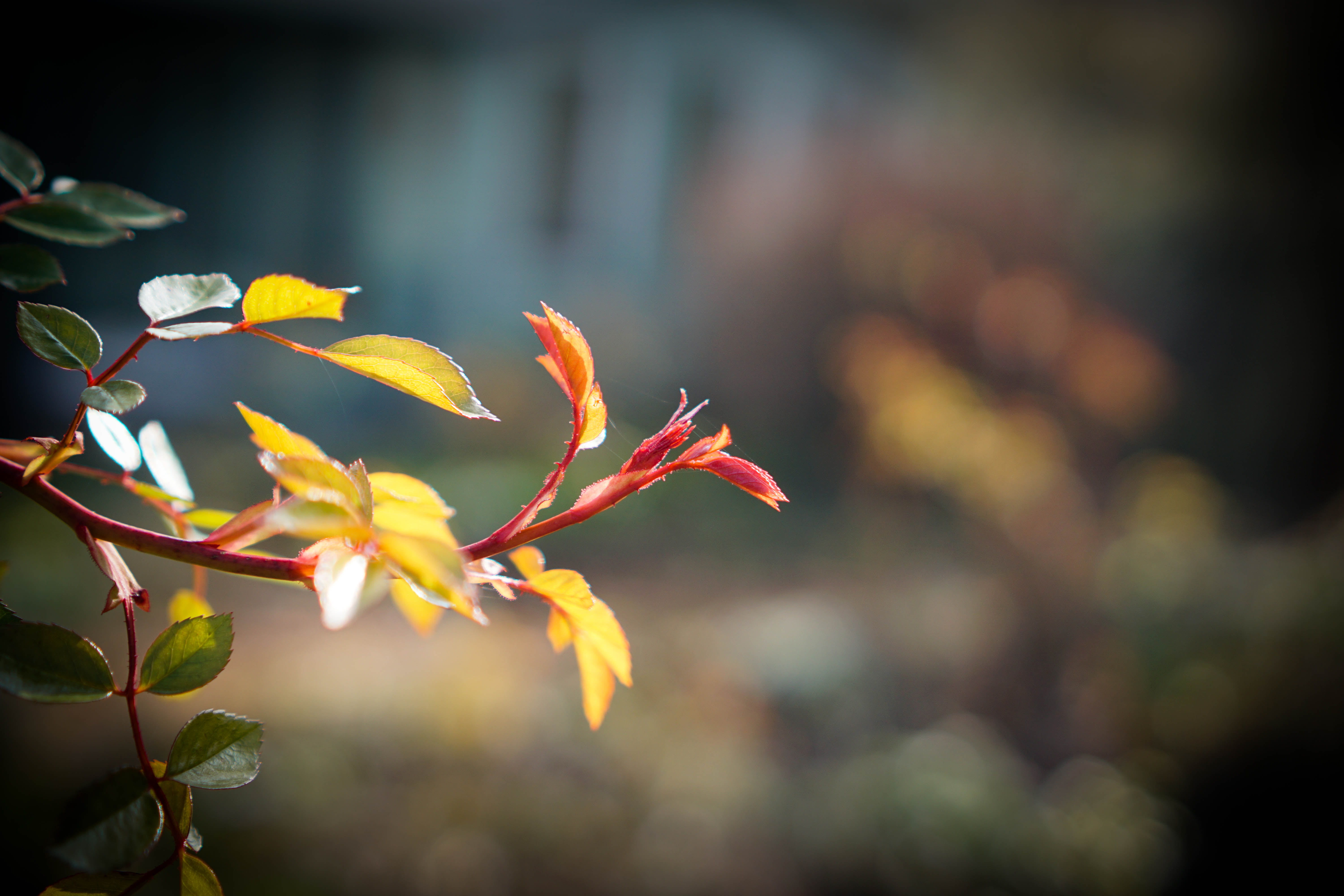 leaves, leaf, photo, 5K, autumn, plant, elliptic, red, roses, season, tree, branch, yellow, closeup, green, nature, outdoors, forest, HD Wallpaper