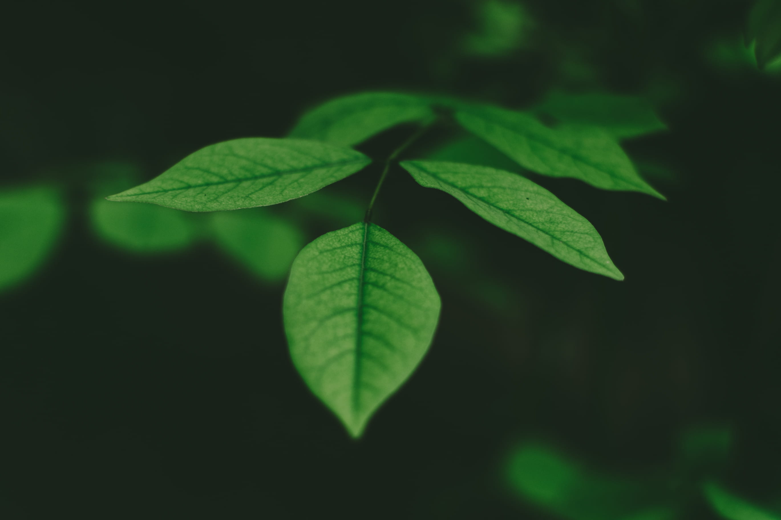 freshness, plant part, dark, day, plant, elliptic, fragility, nature, leaf, tilt, growth, shift, green color, leaf vein, food, vulnerability, close-up, HD Wallpaper