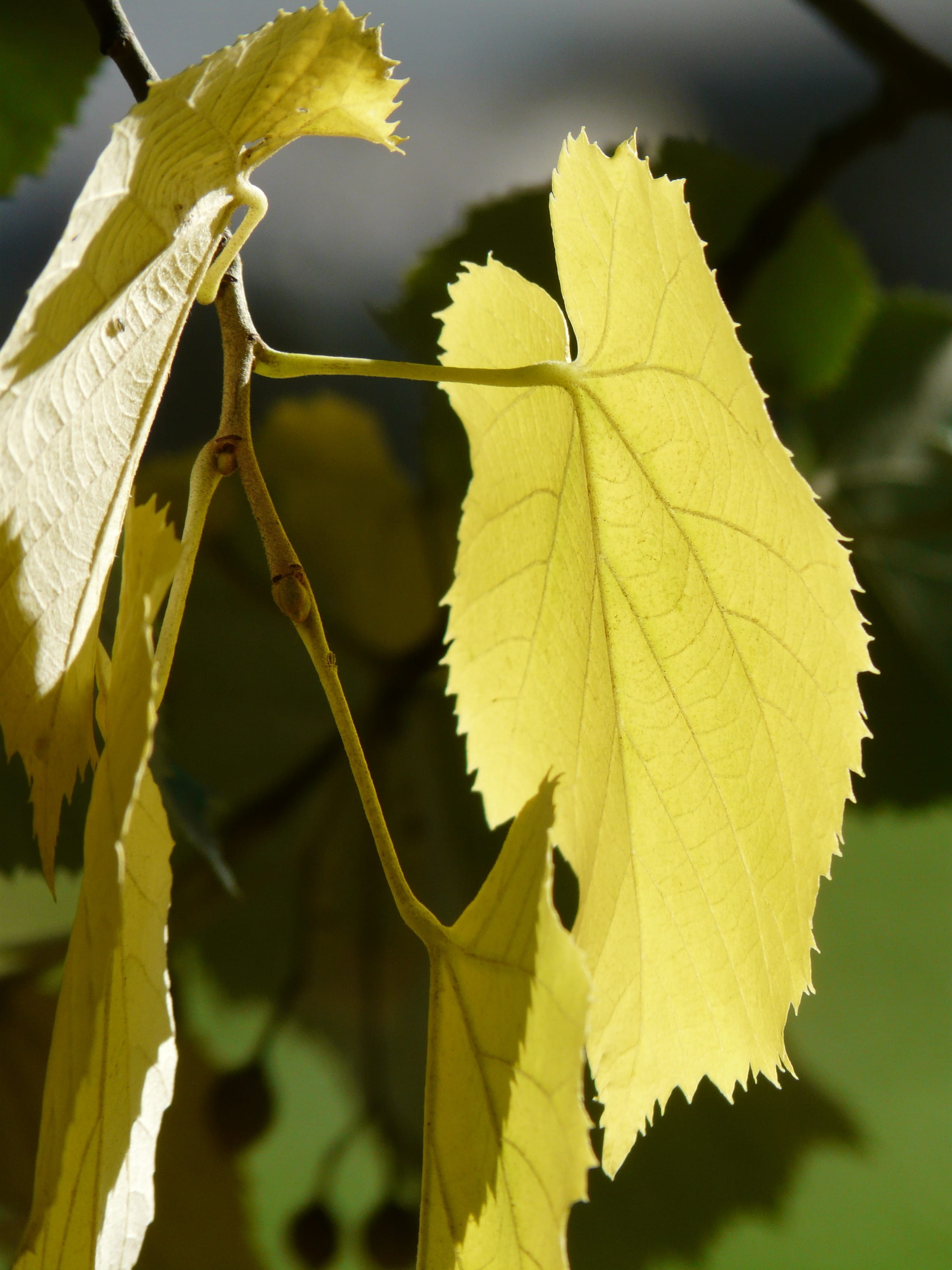 summer linde, eurybia linde, shadow, maple leaf, tree, plant part, no people, Lipovina, plant, mallow, 2K, fall color, yellow, leaf vein, sunlight, beauty in nature, Phone HD Wallpaper