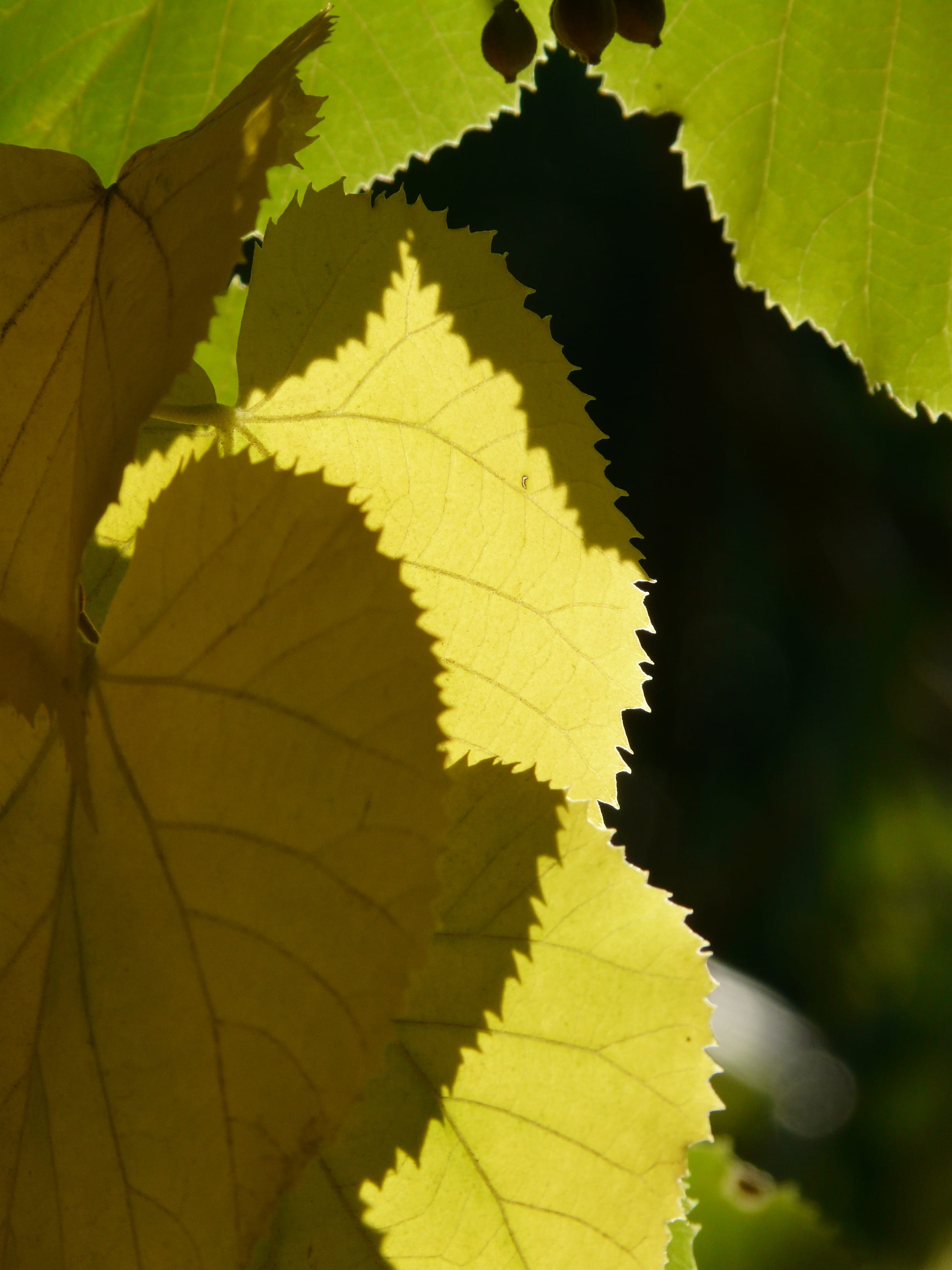 leaf, tilia platyphyllos, close-up, shine through, beauty in nature, smart, leaf margin, summer linde, sunlight, malvaceae, green color, sommerlindenbatt, Phone HD Wallpaper